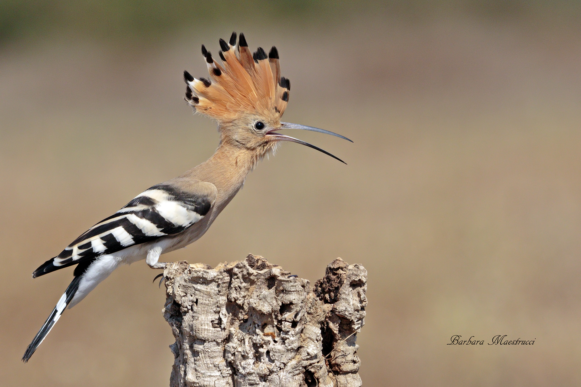 Hoopoe