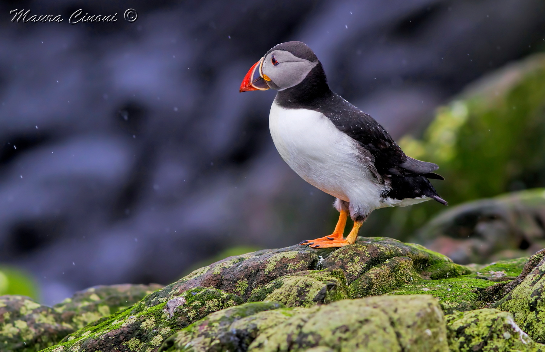Puffin. The rain