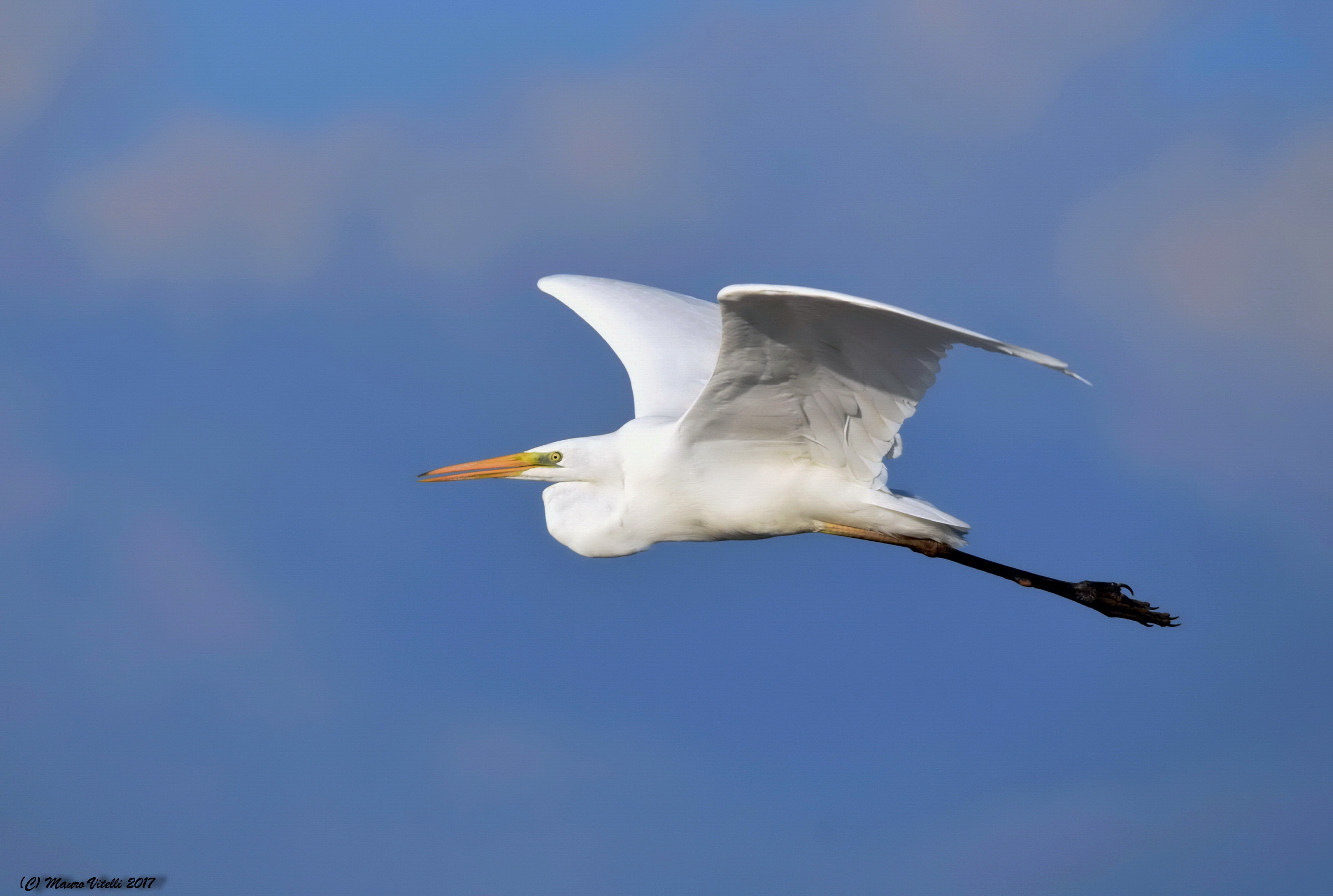The elegant white in flight