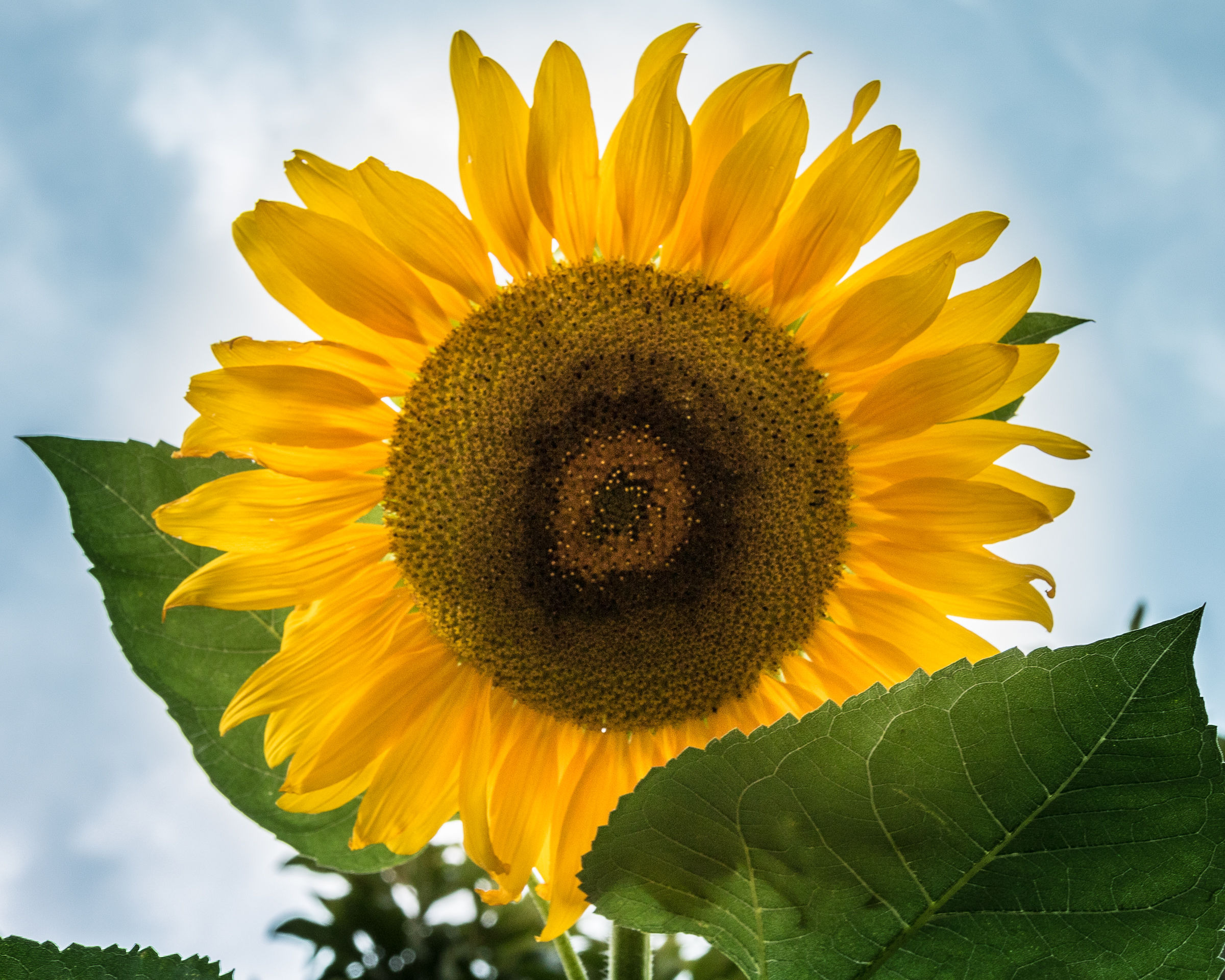 Girasole a Monte Isola