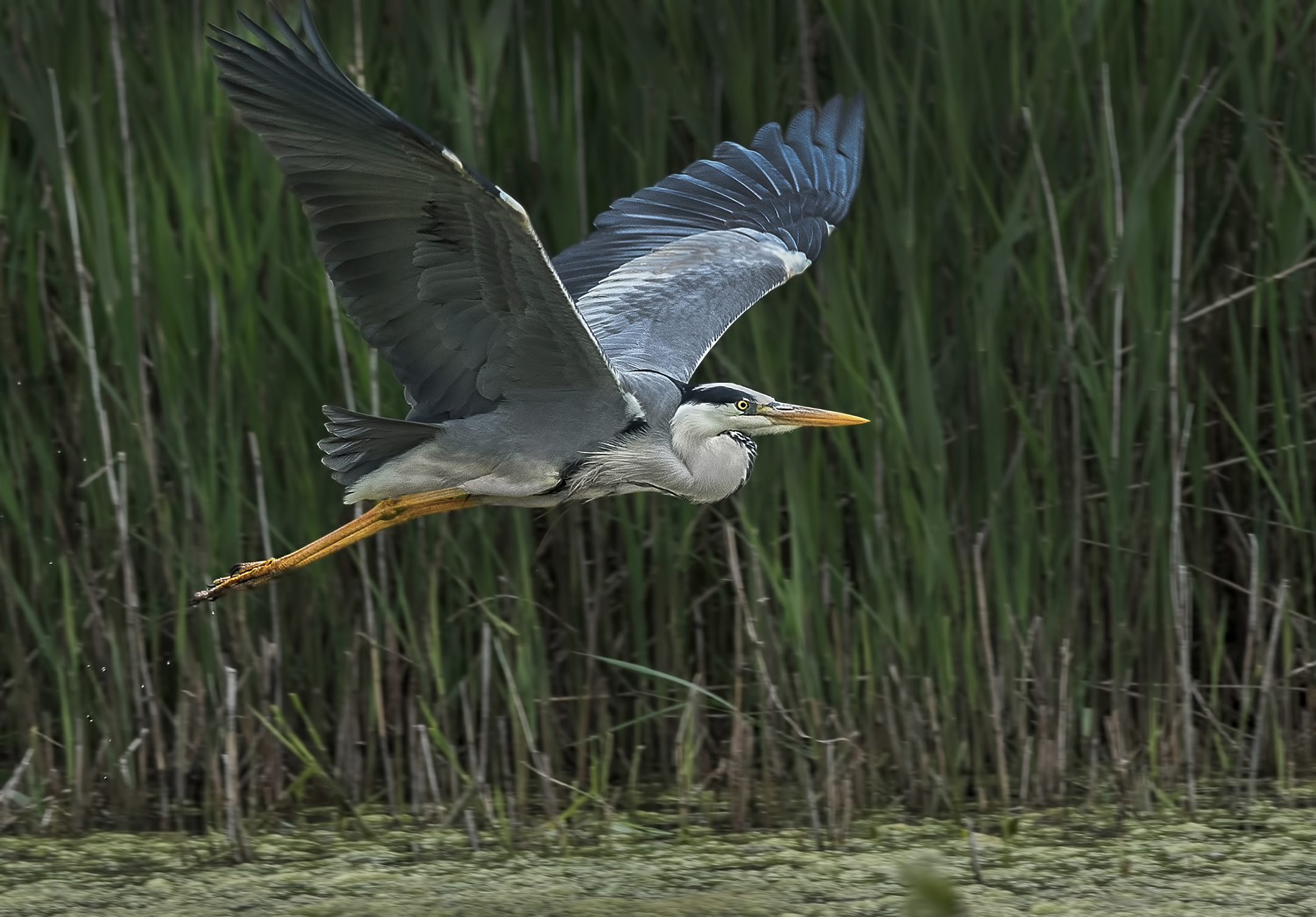 Brown heron