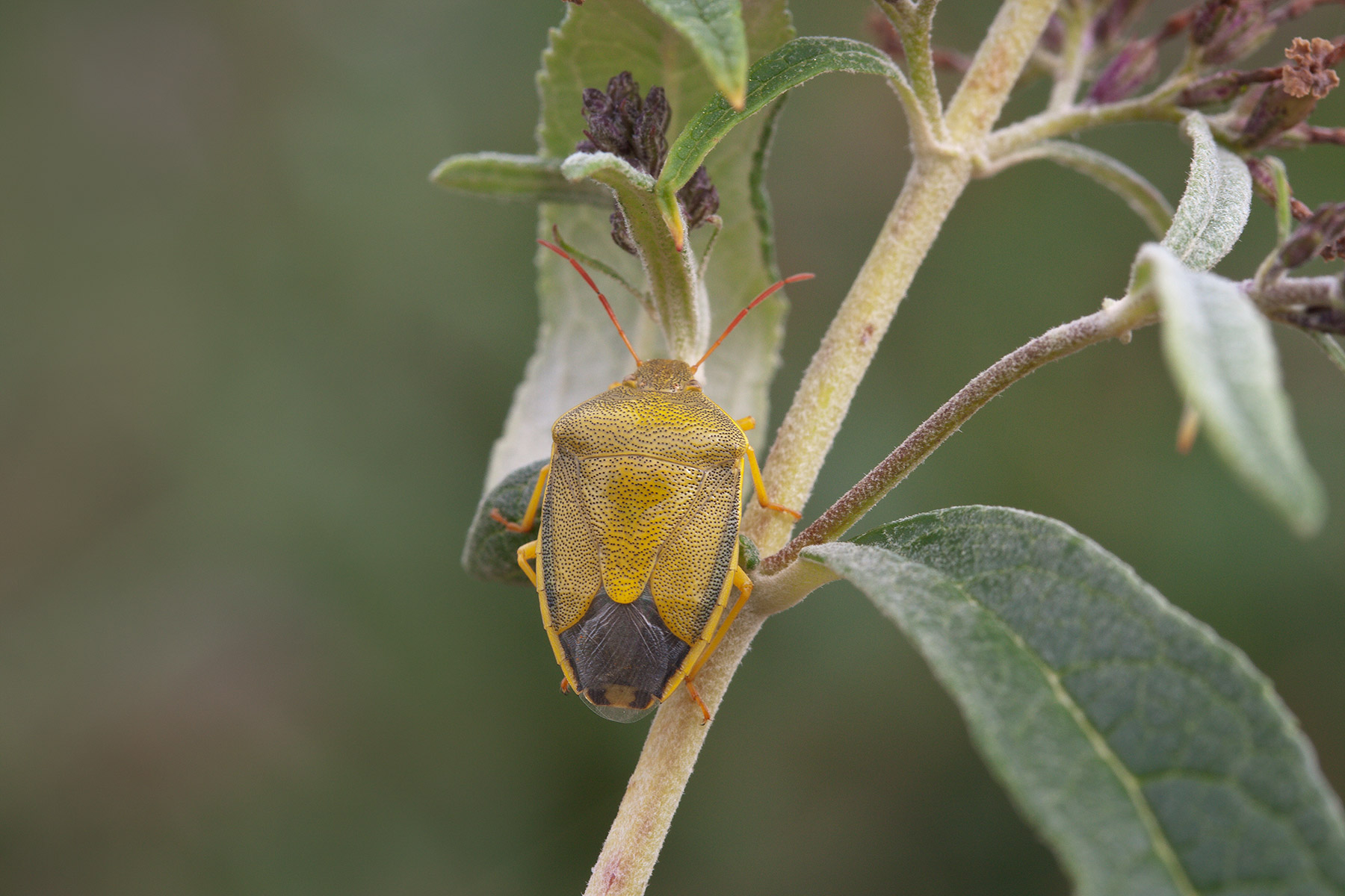 Piezodorus lituratus