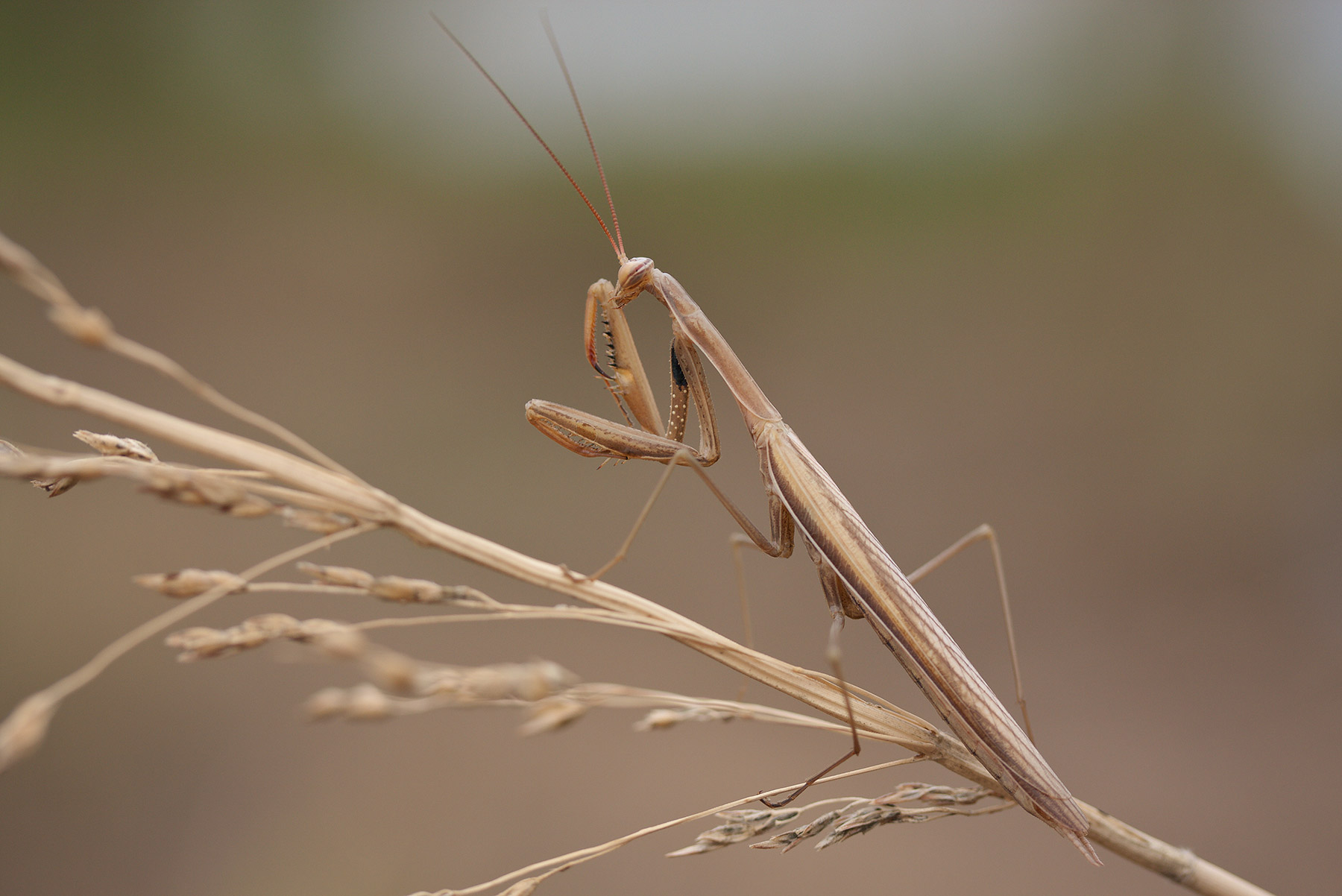 Mantide religiosa (maschio) 3