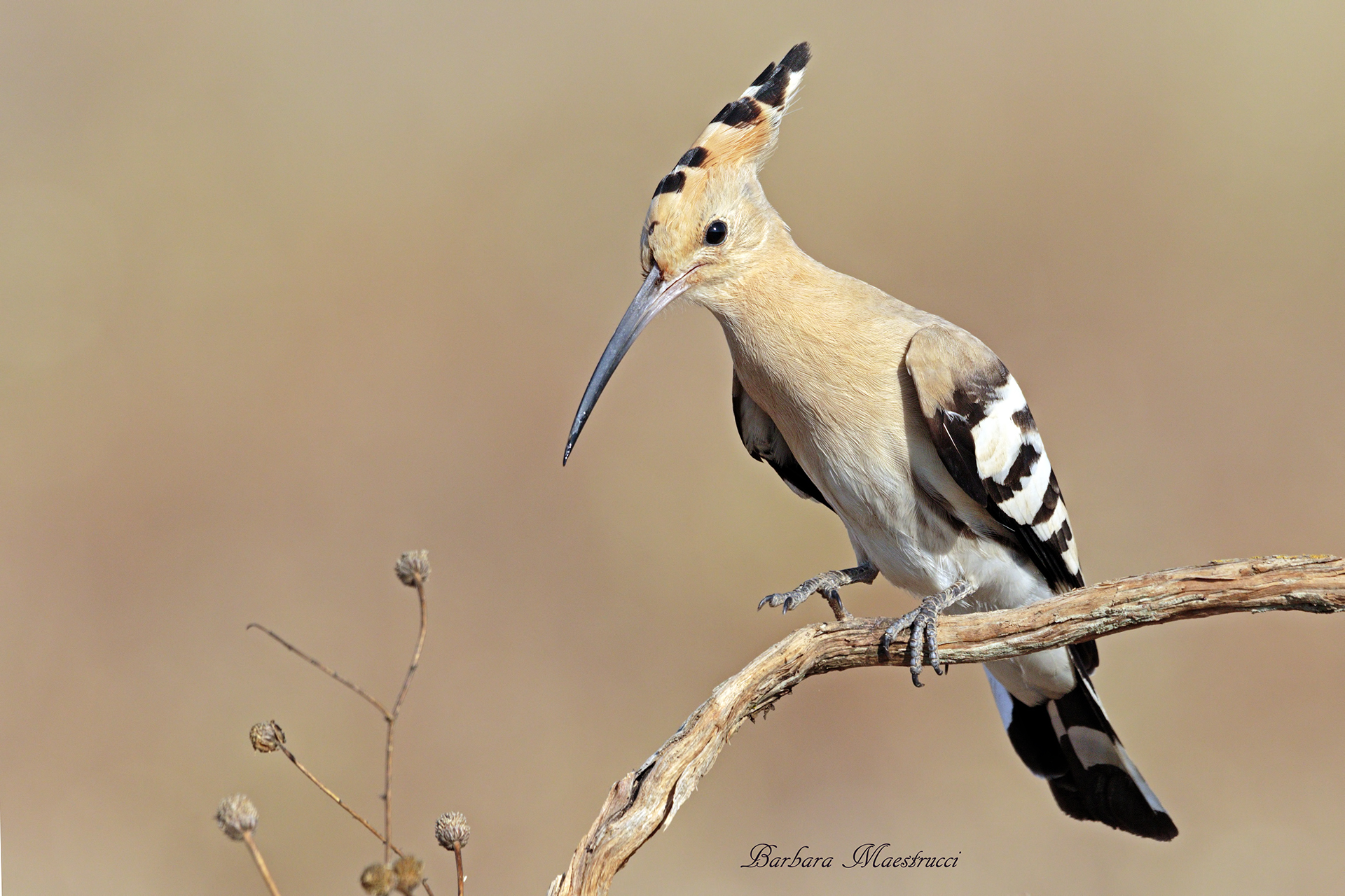 Hoopoe