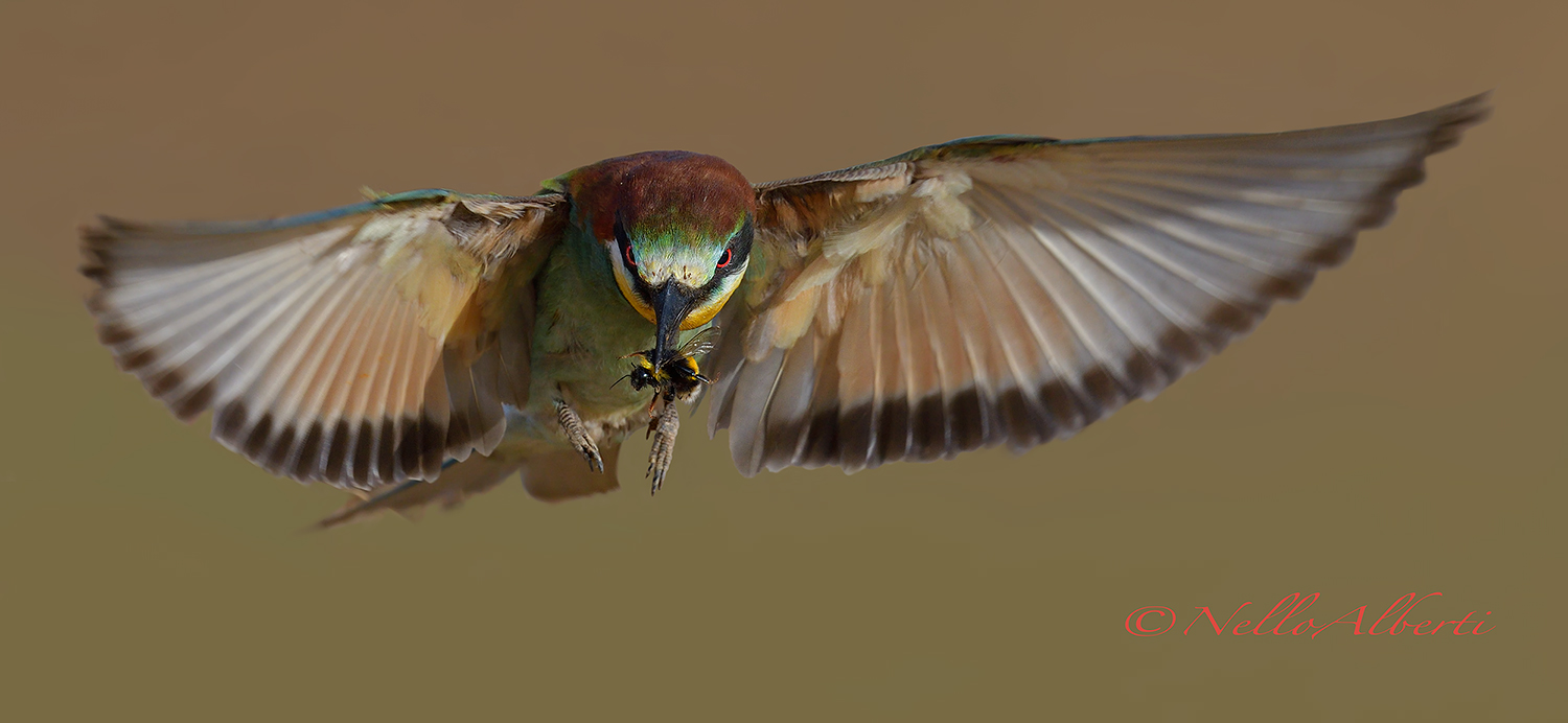 Gruccione in flight to the nest with prey