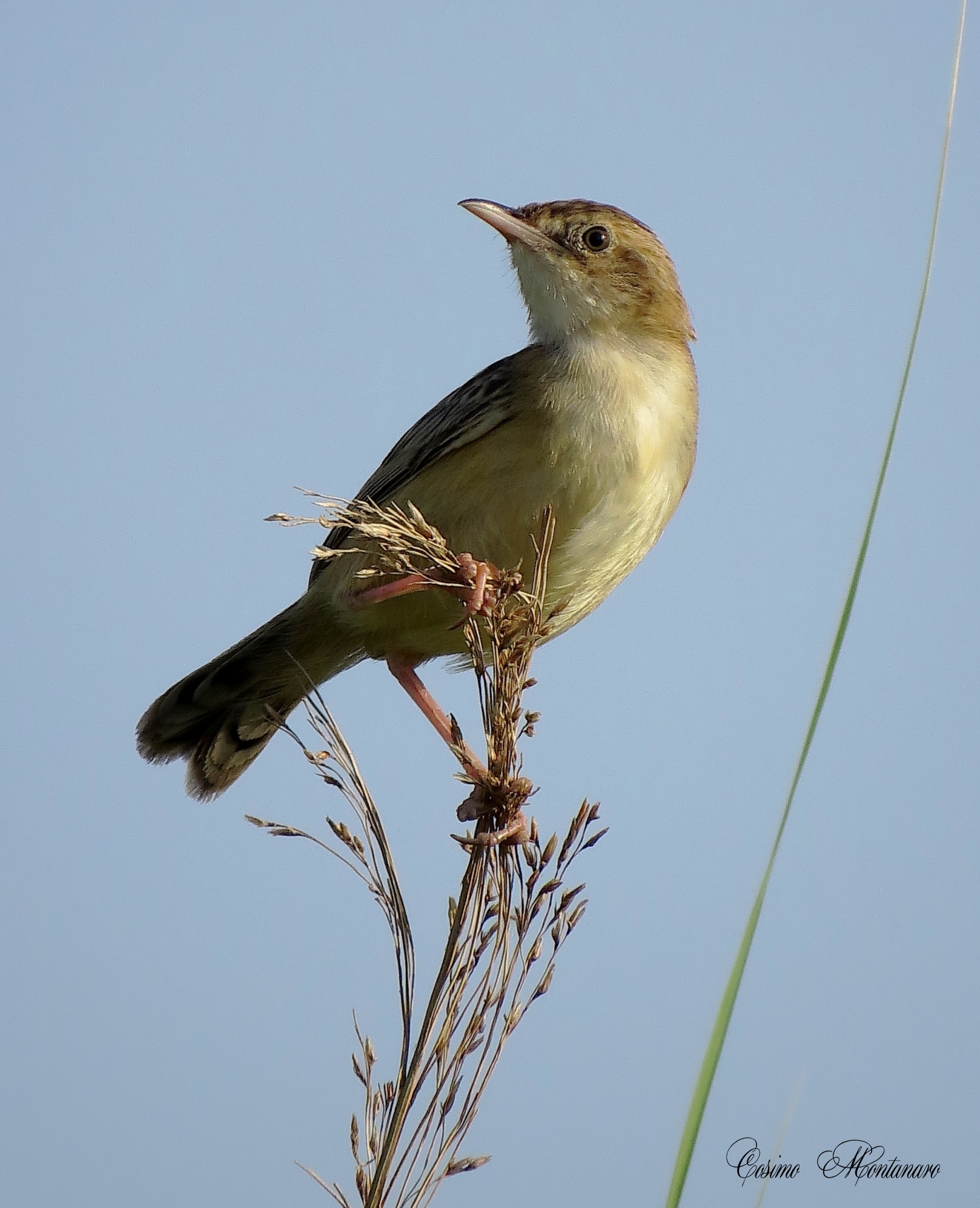 Cisticola juncidis