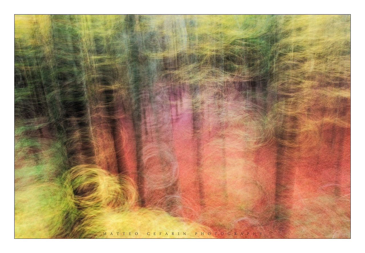 L'autunno nella Selva