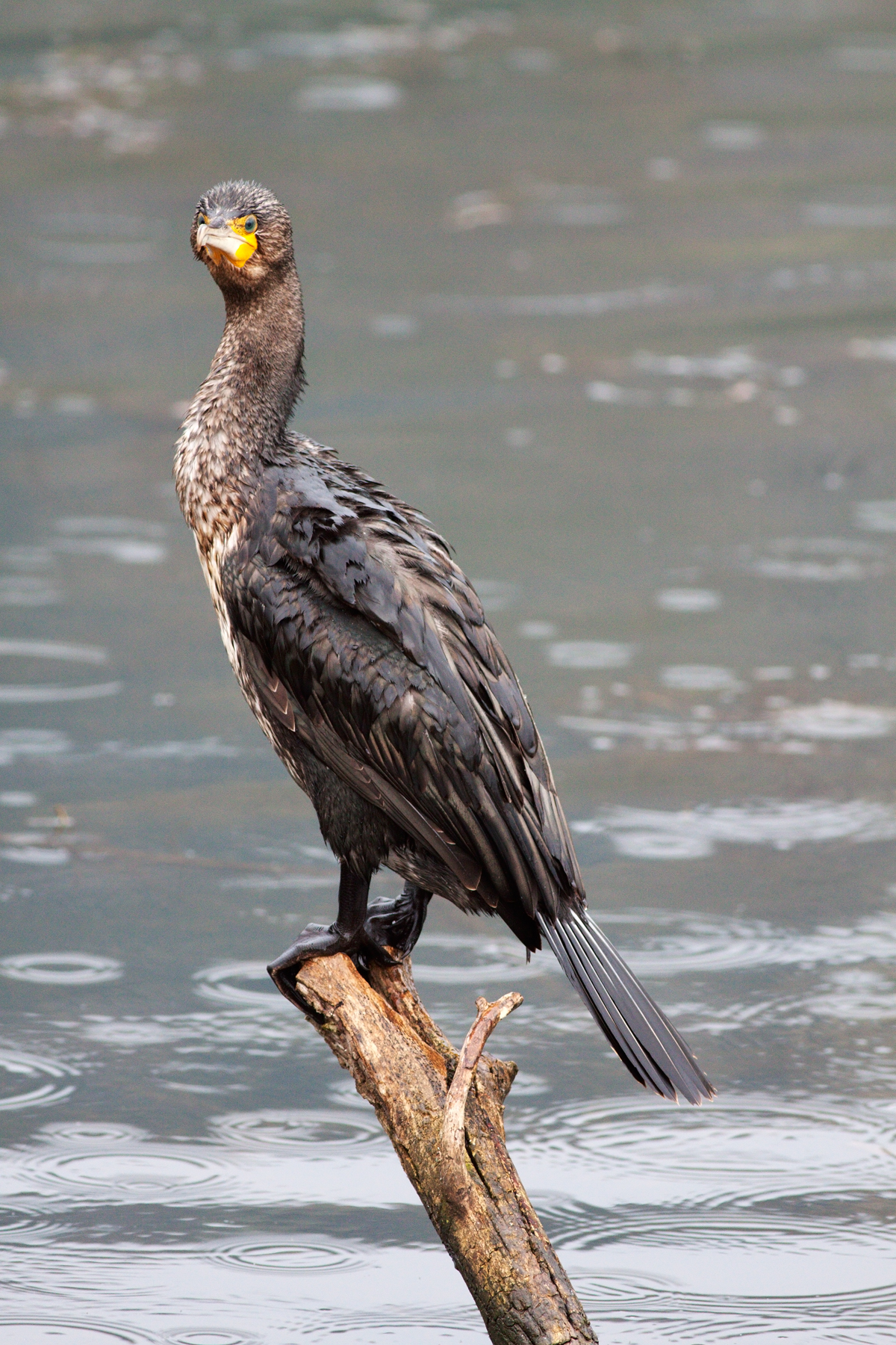 cormorano a 5 metri..