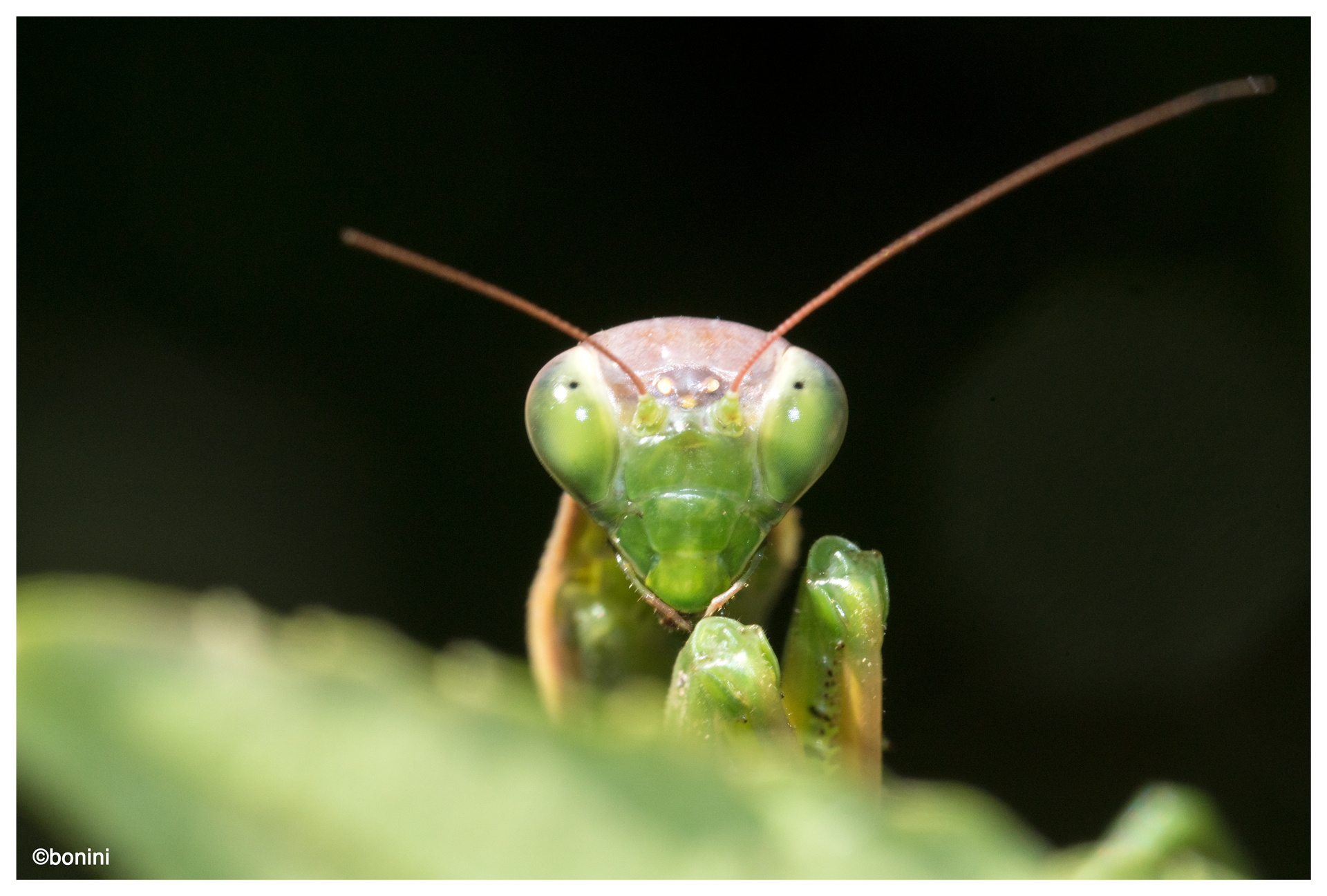 Religious Mantis