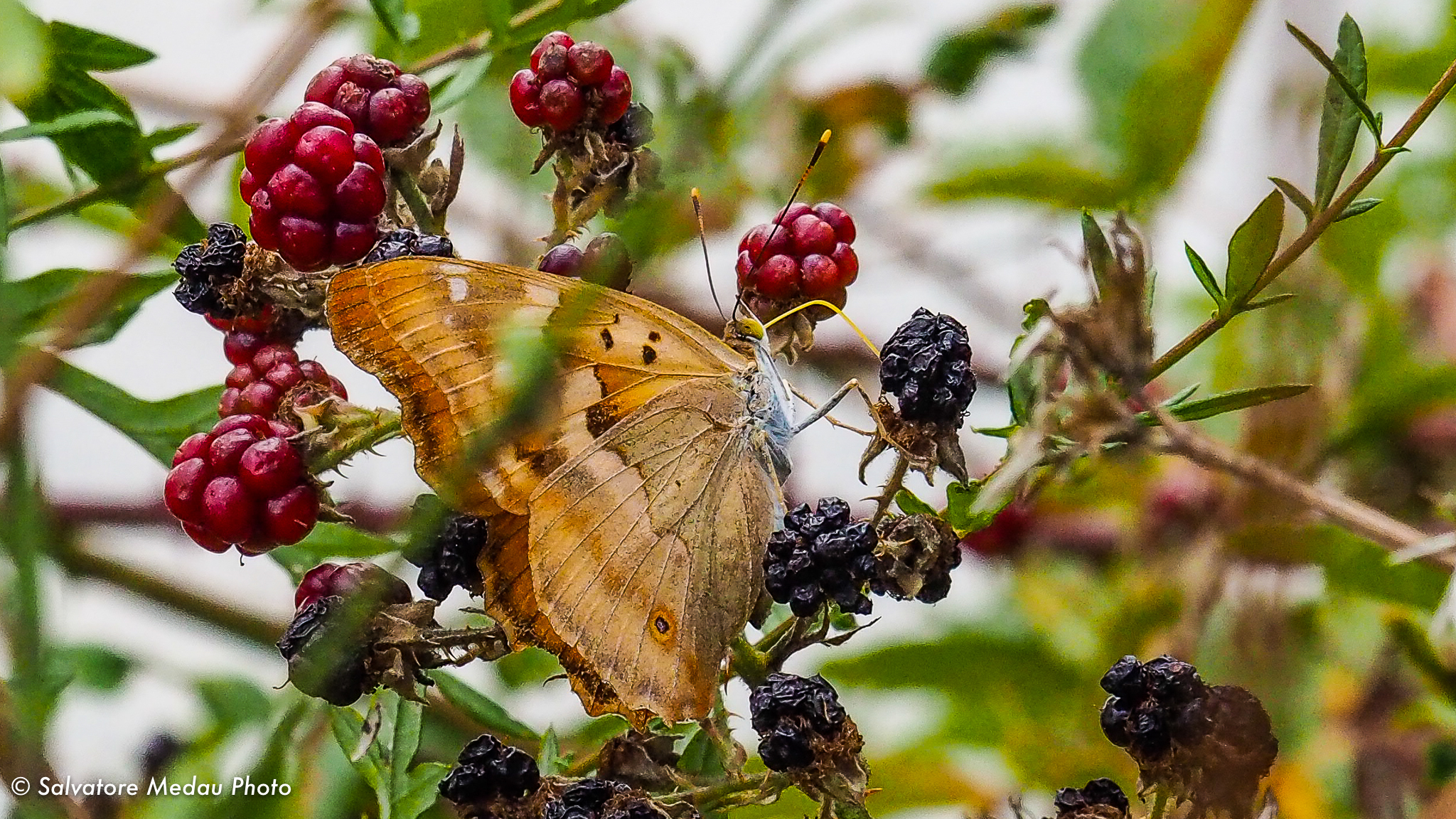 Butterfly tasty with berries