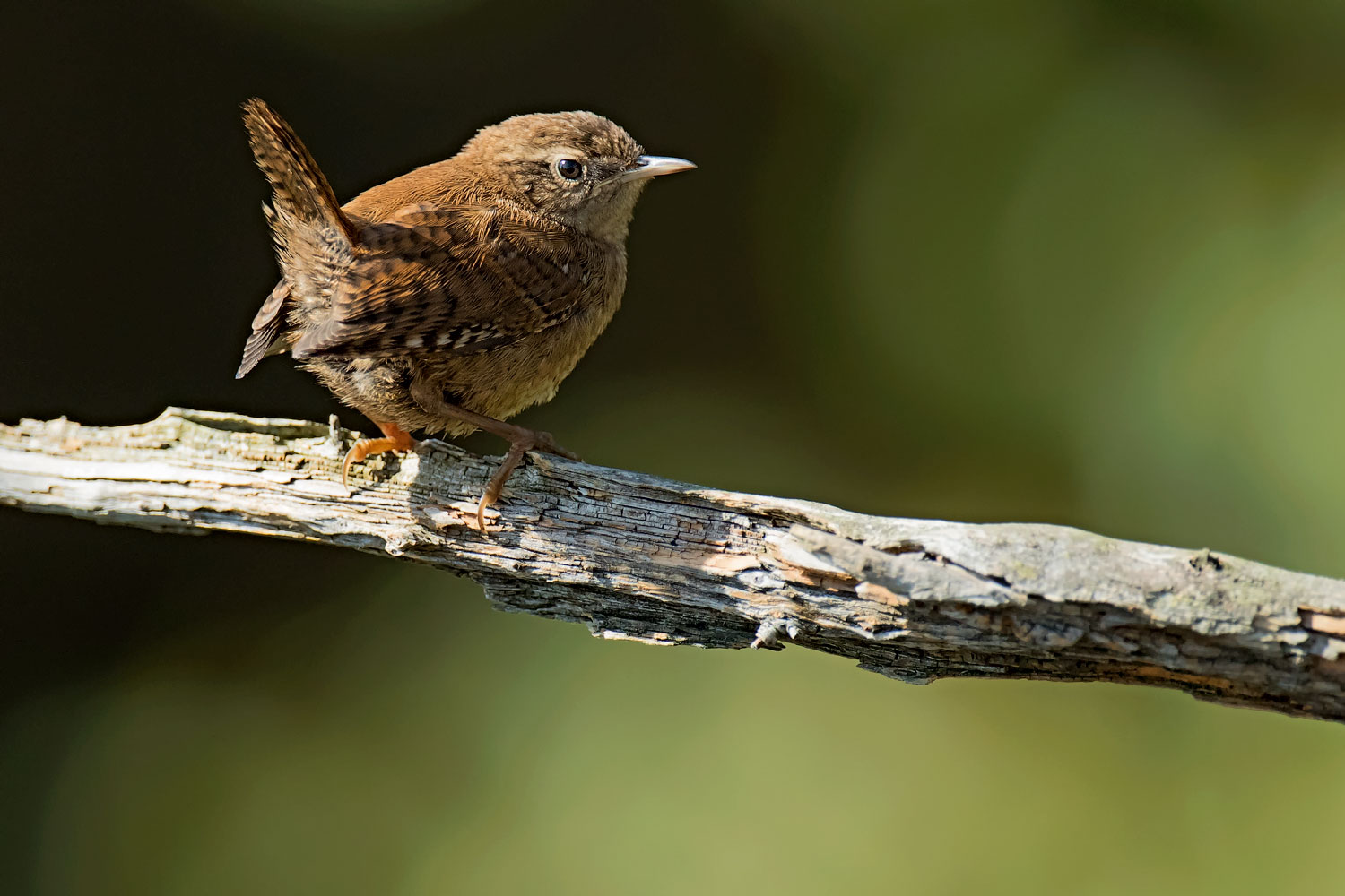 Wren