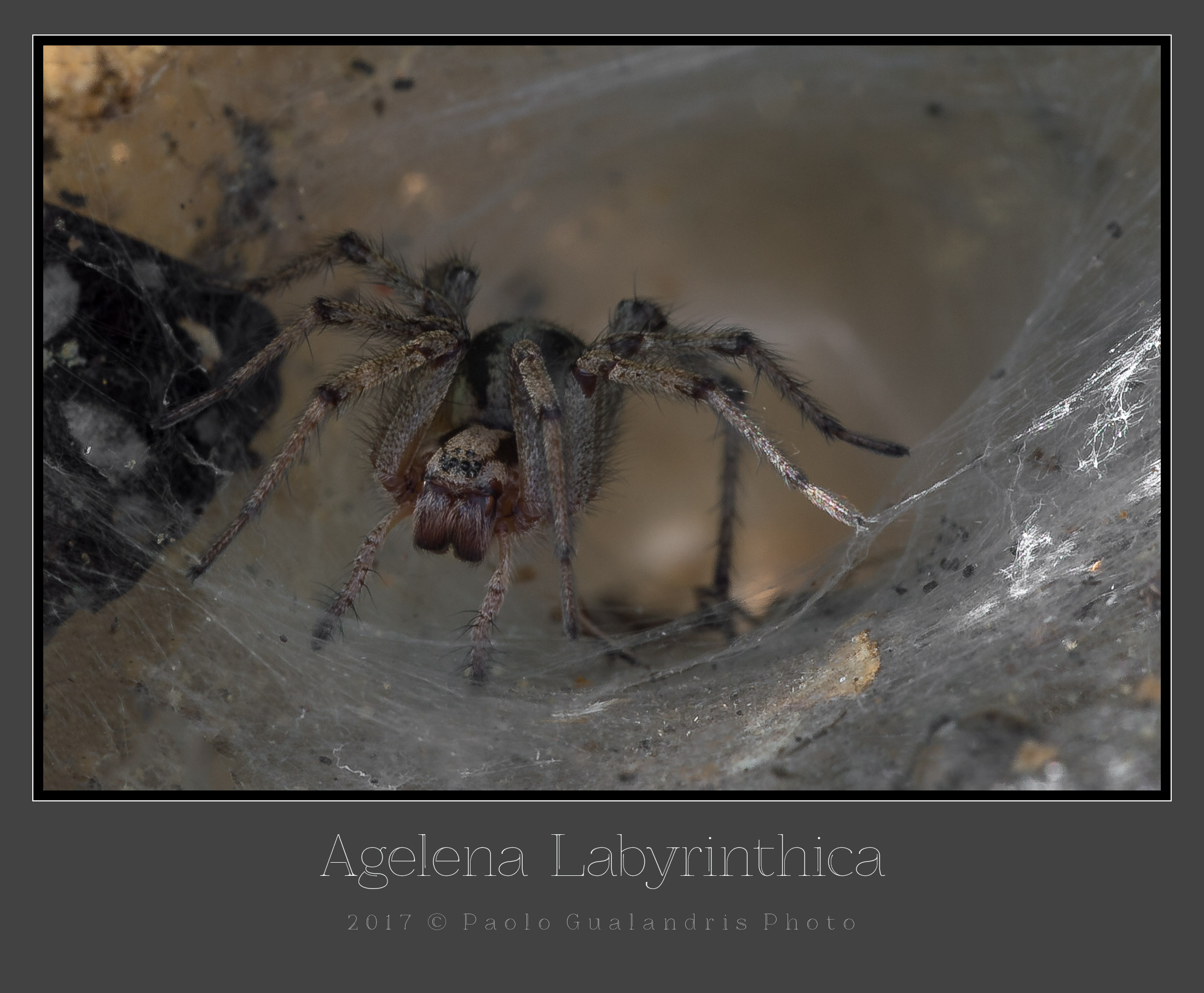 Agelena Labyrinthica