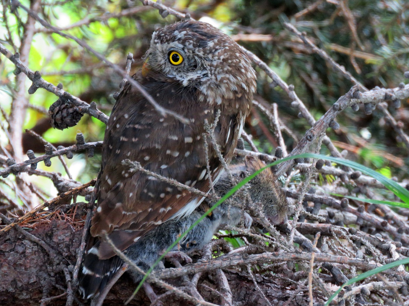 Glaucidium passerinum