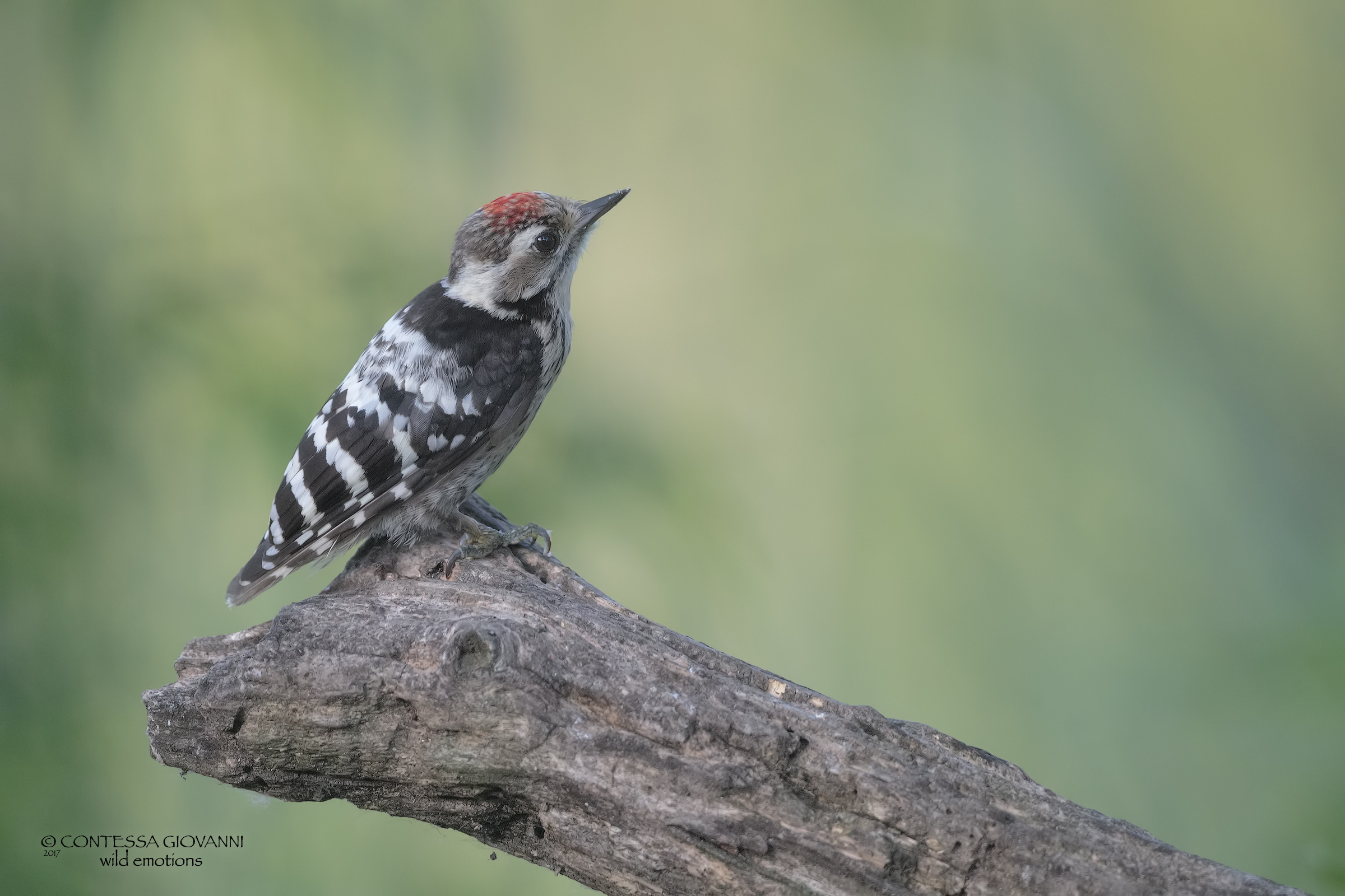 picchio rosso minore