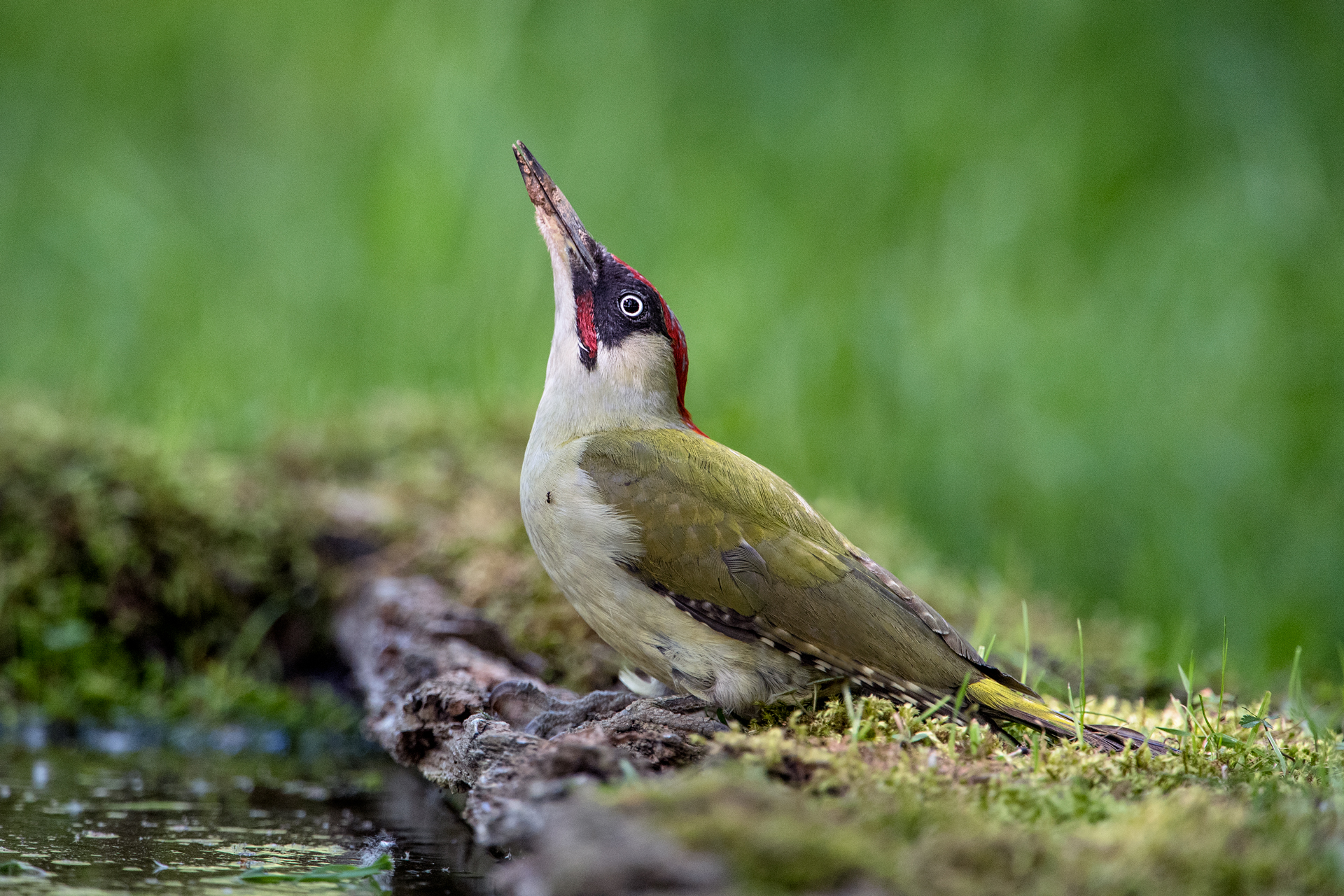 The Woodpecker and the Formichina
