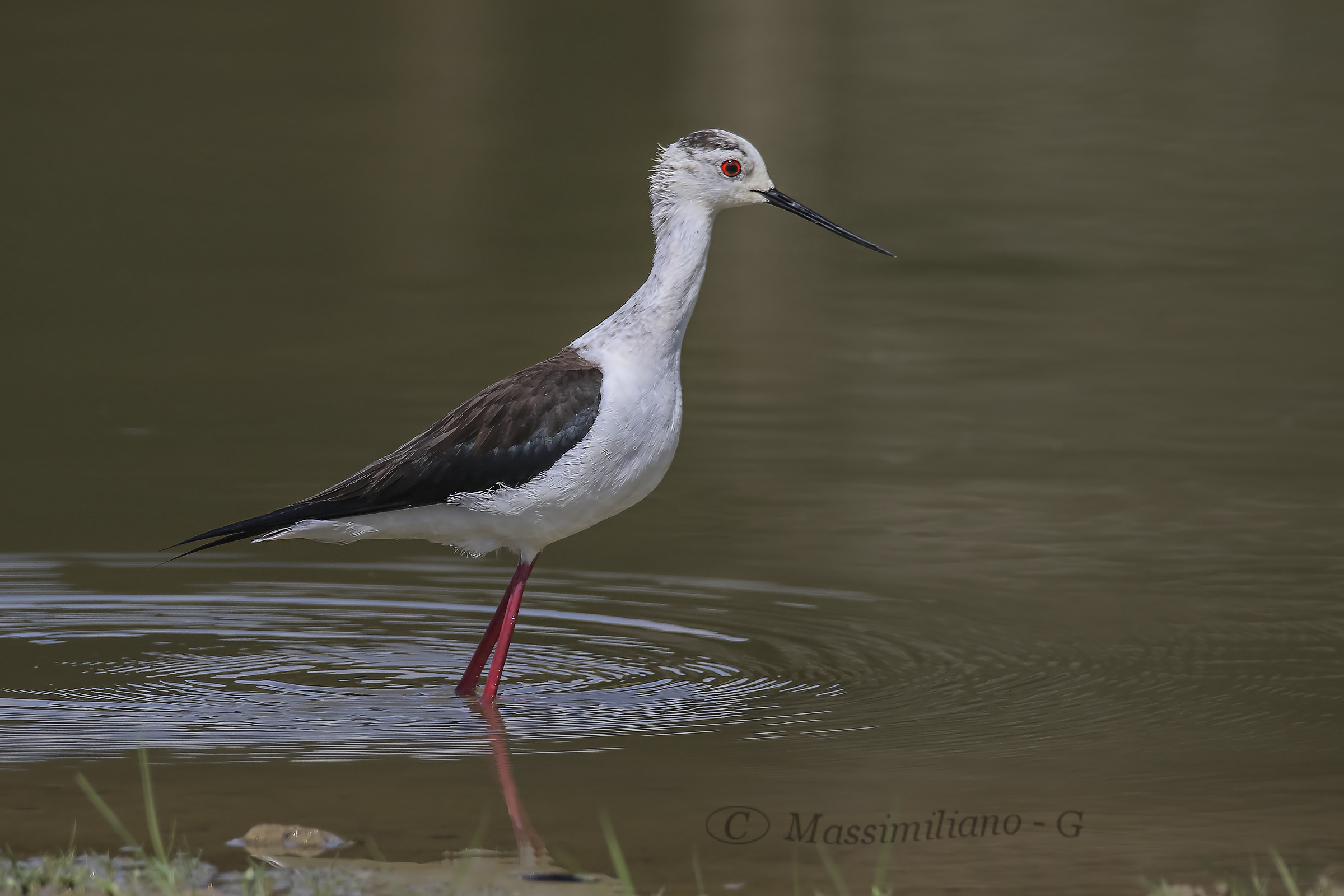 Female Knight of Italy