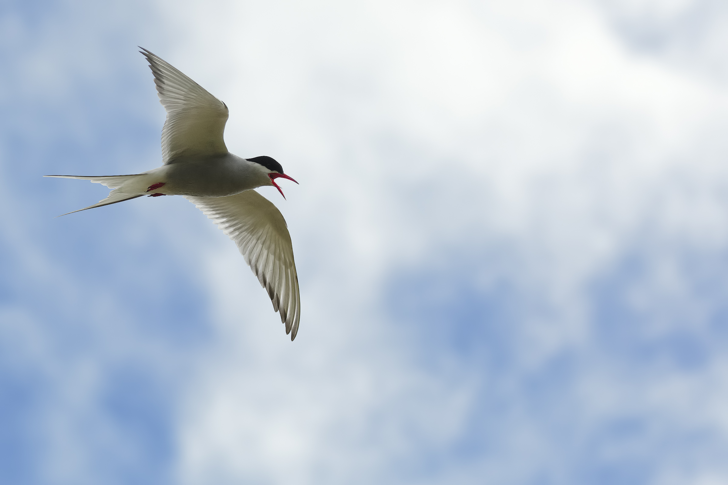 In defense of the nest