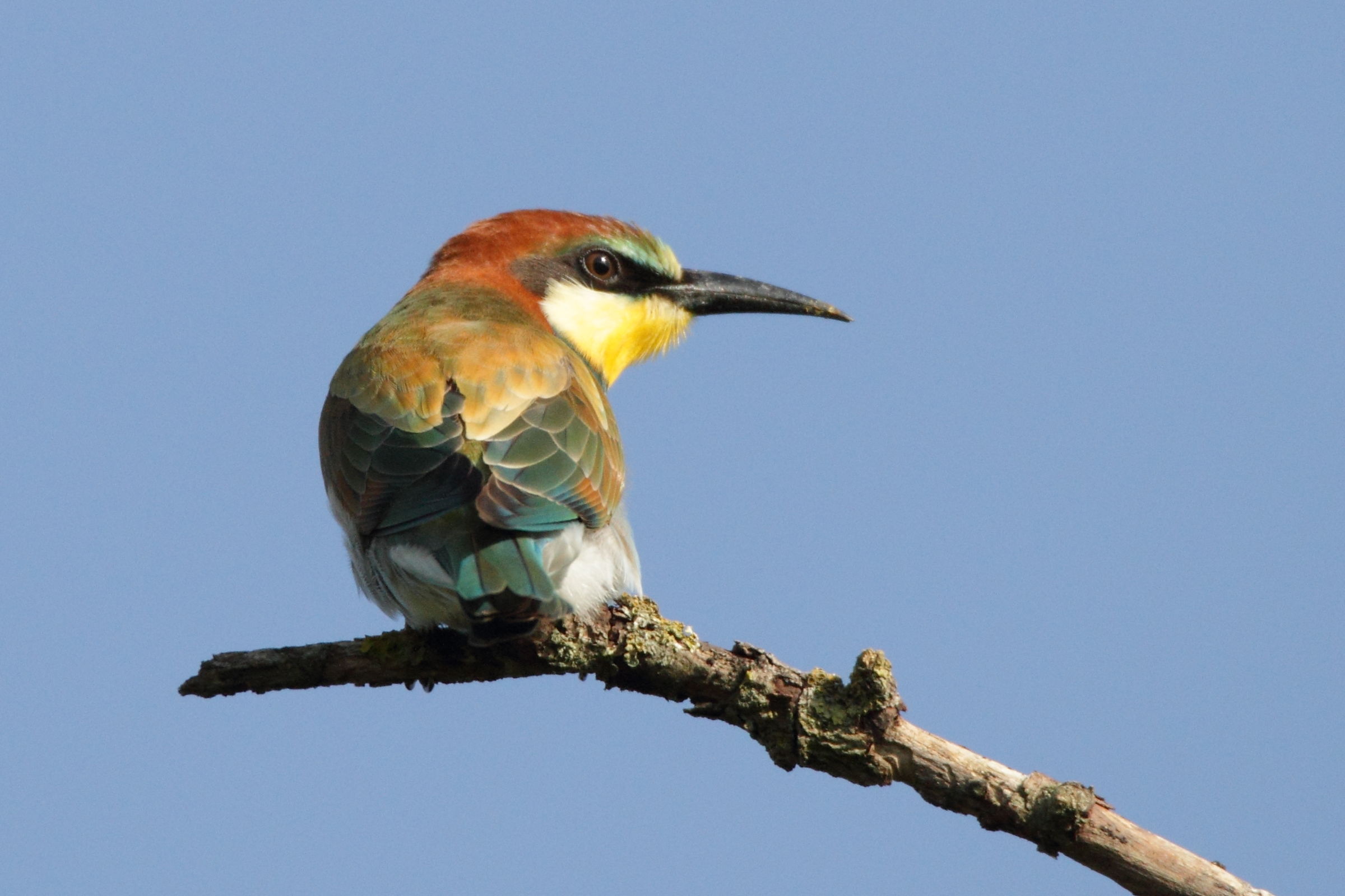 Gruccione in Bentivoglio