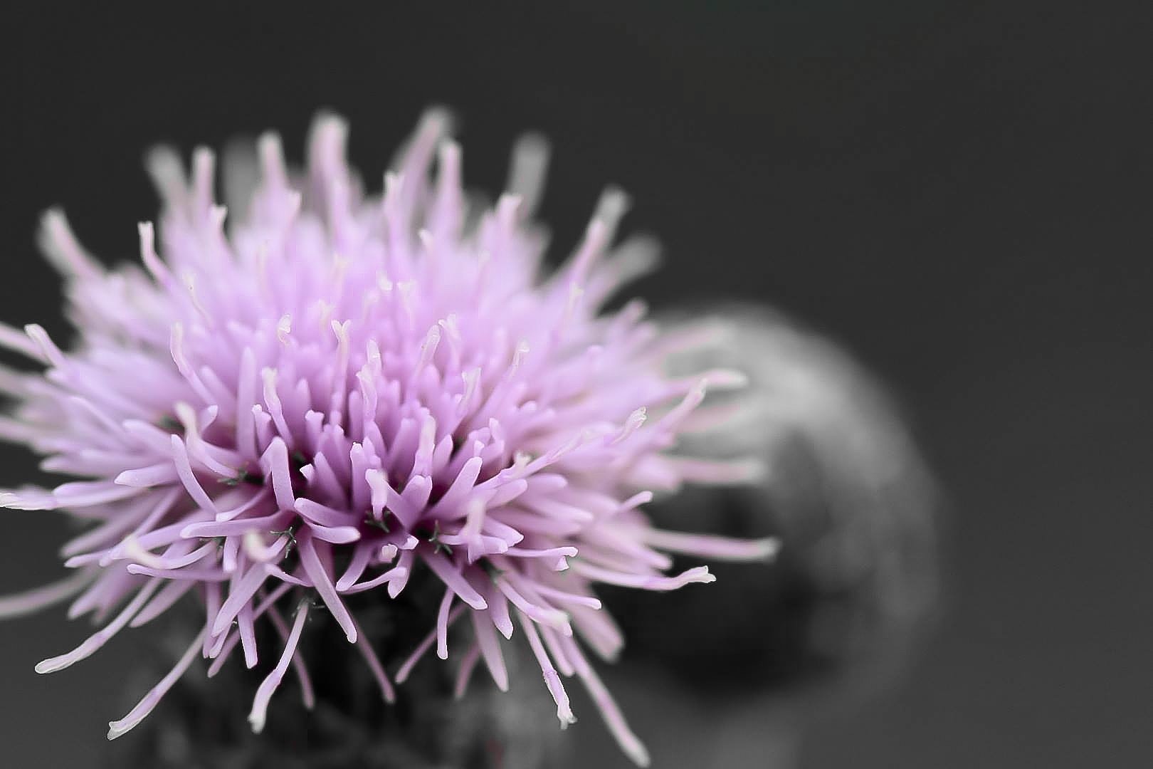 Walking in a floral world divided into half