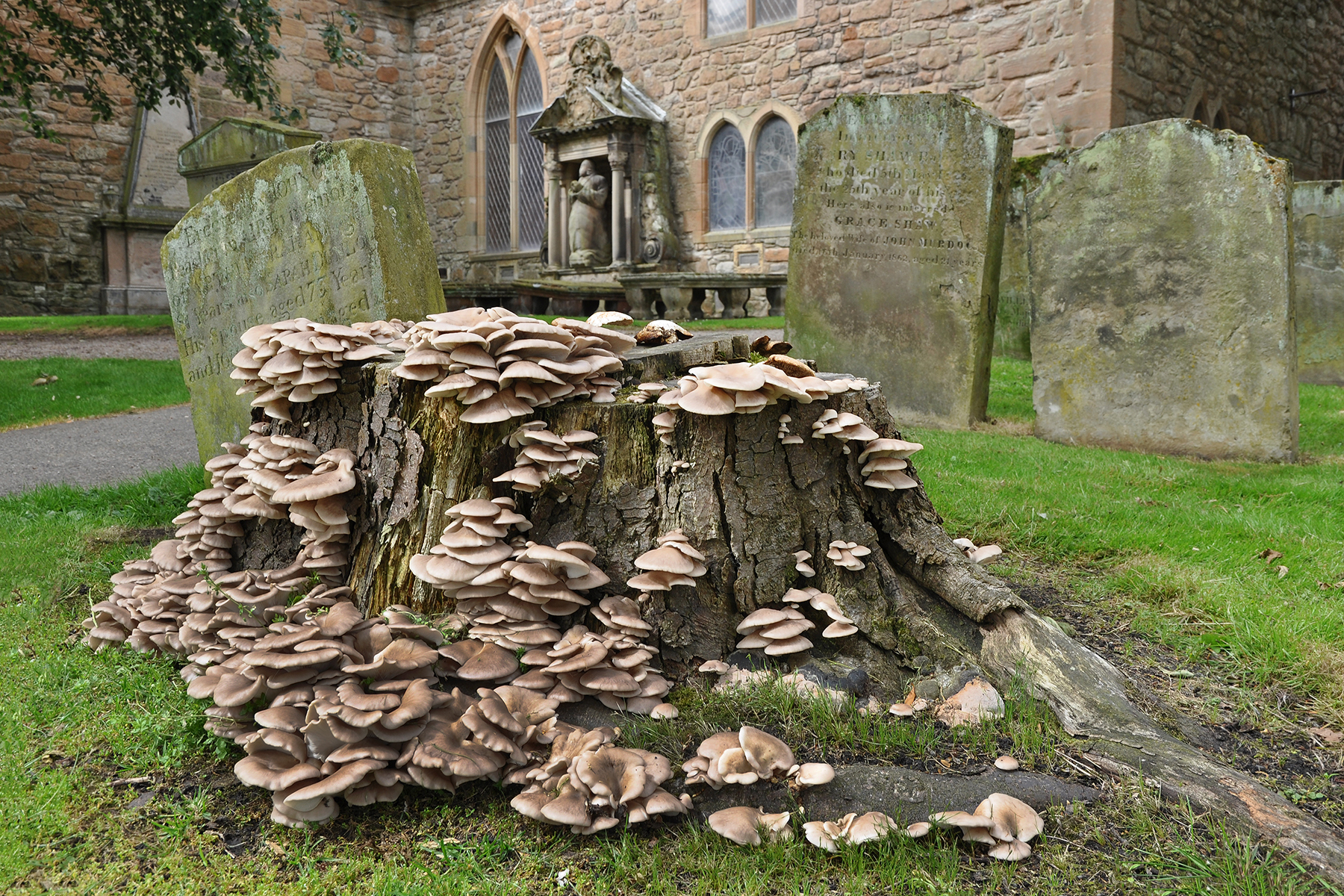 Scotland Mushrooms at Ayr Church