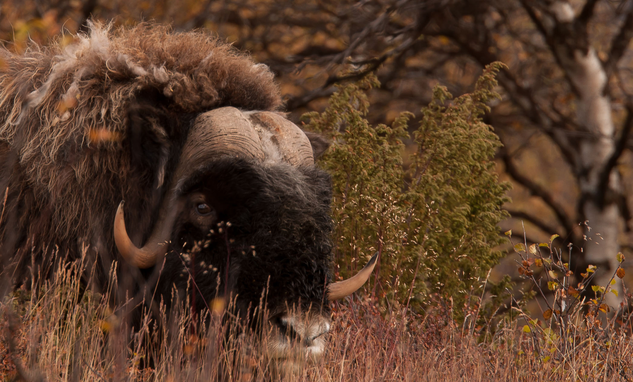 Bue muschiato officina