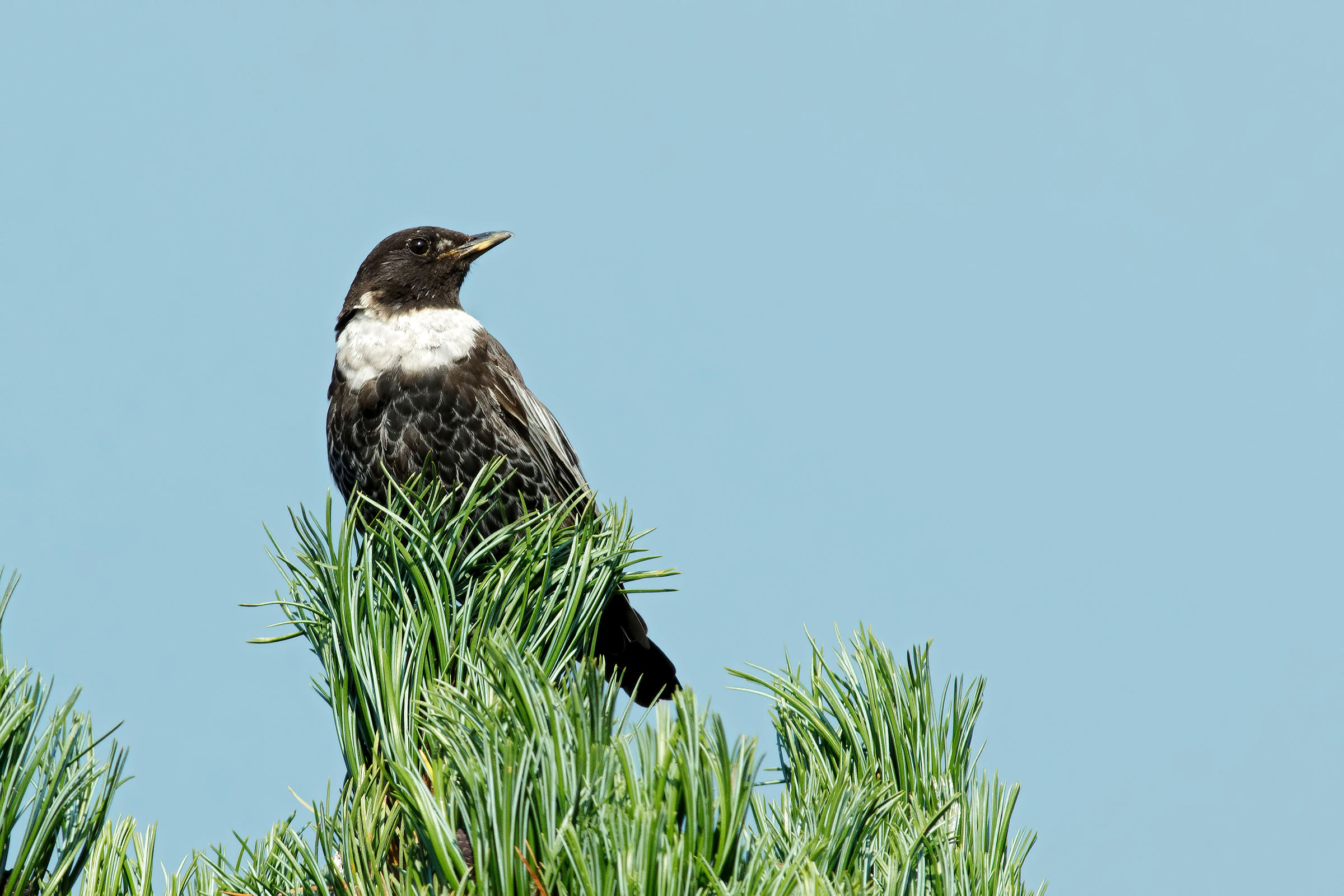 Merlo dal collare di vedetta