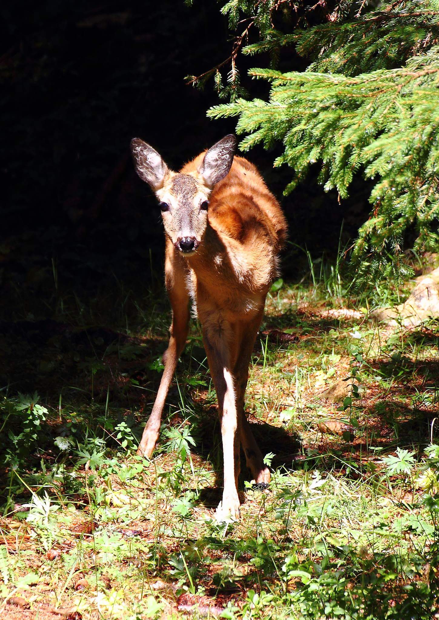 Beautiful Capriola !!!