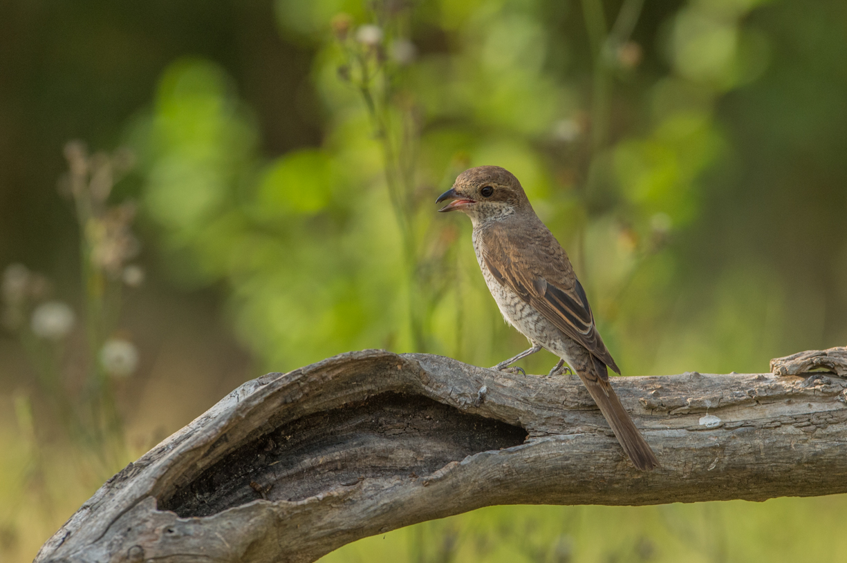 Averla small ... female