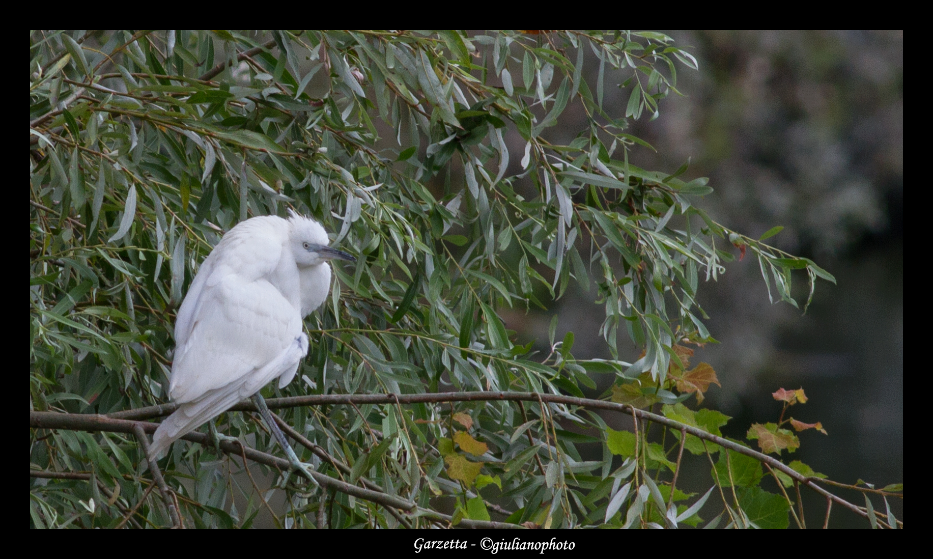 Garzetta (Egretta garzetta)