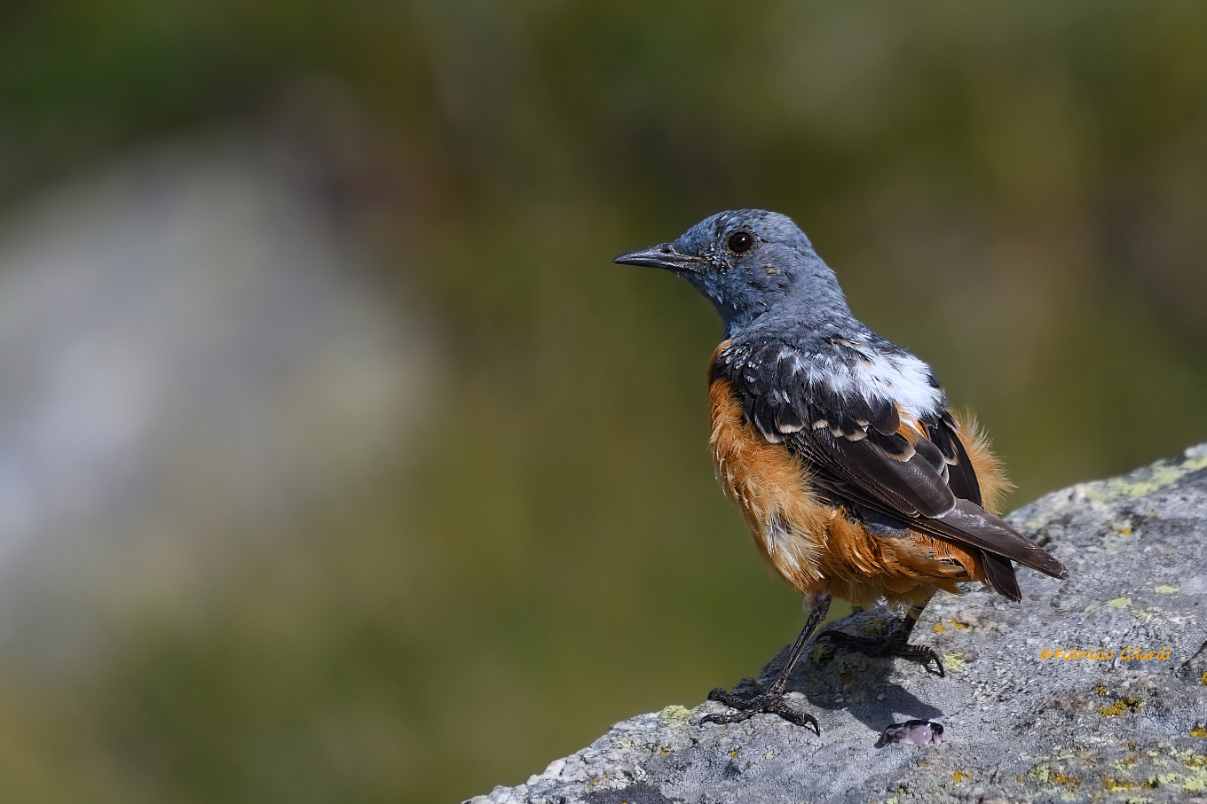 ... but the tail ... where is it?