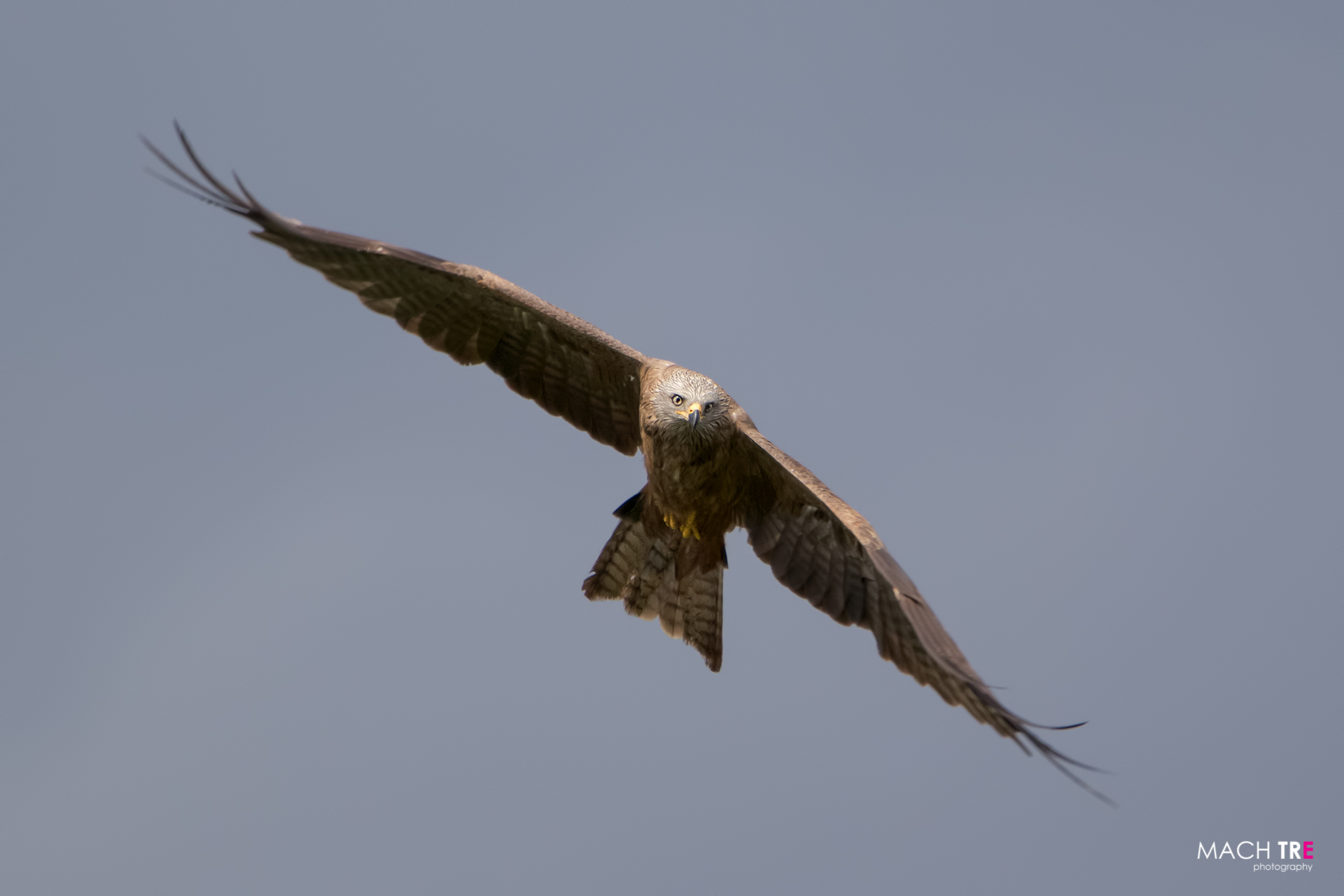 Nibbio bruno (Milvus migrans)