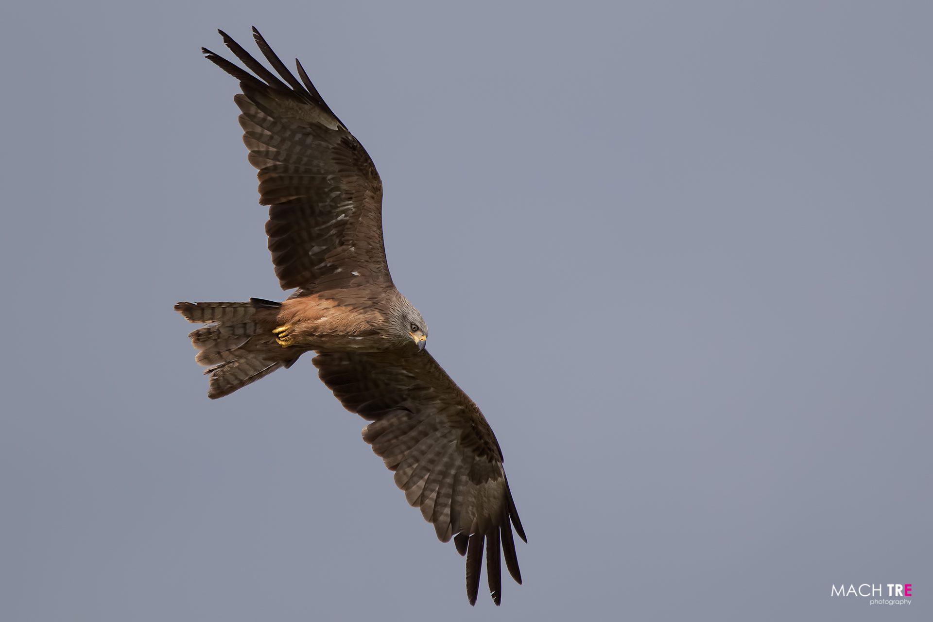 Nibbio bruno (Milvus migrans)