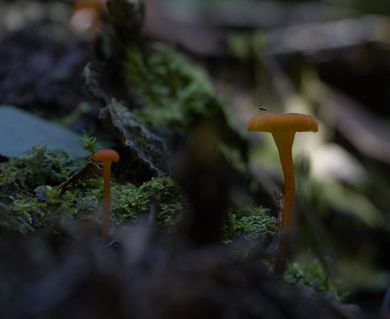 Orange mushrooms