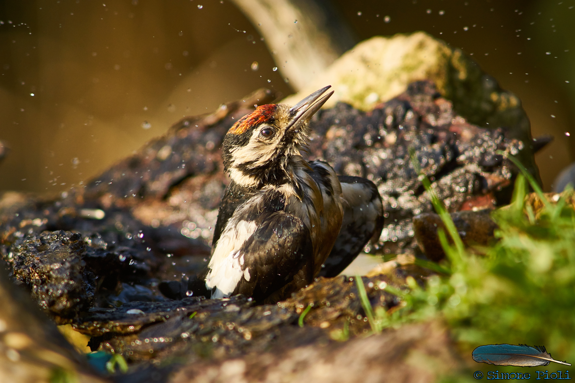 The percussionist bath