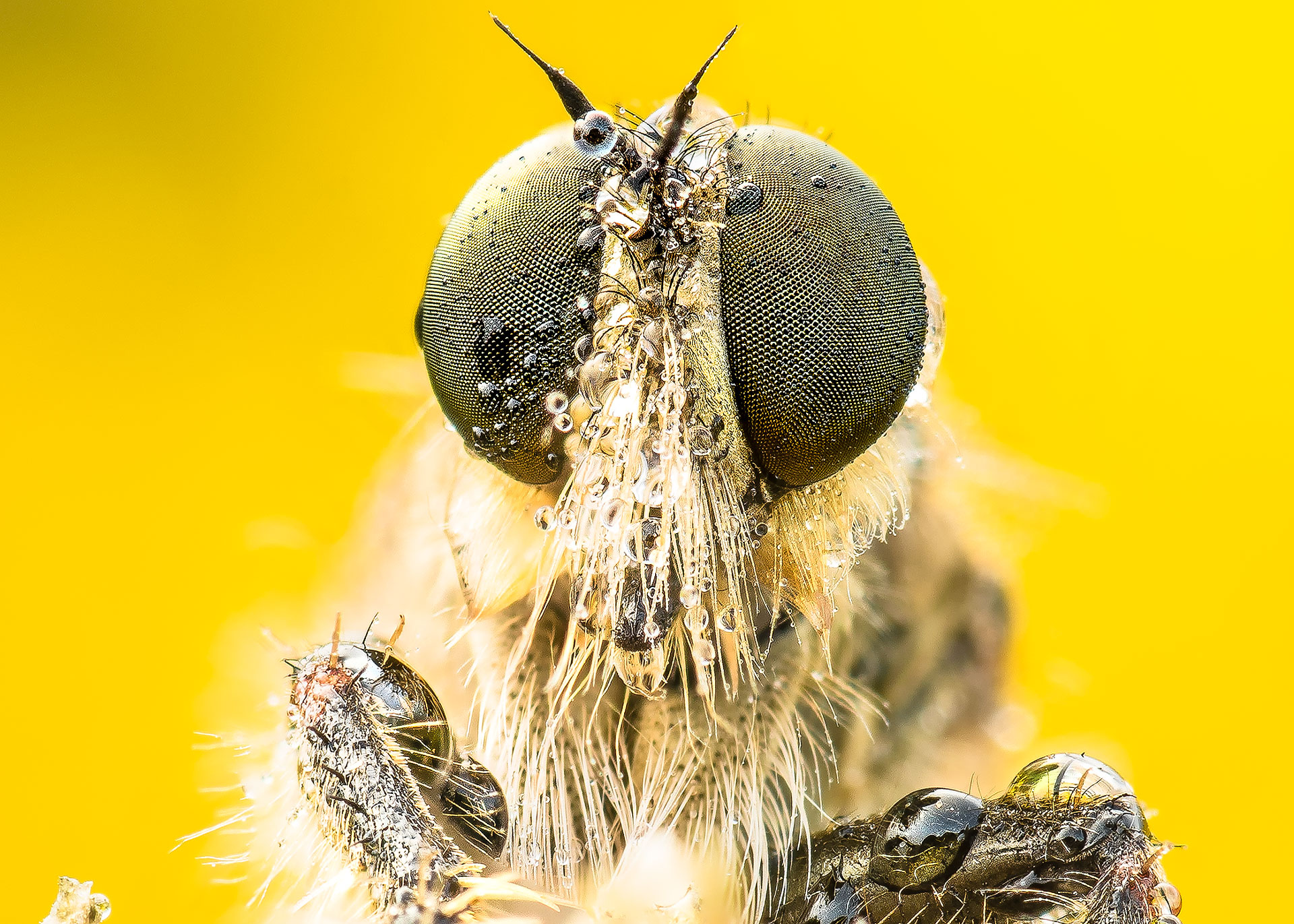 Un piccolo insetto con le gocce di rugiada