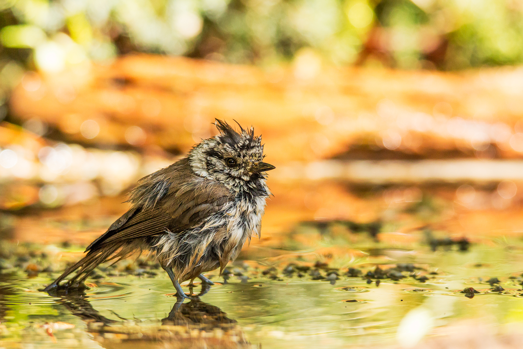Cranks from the clump