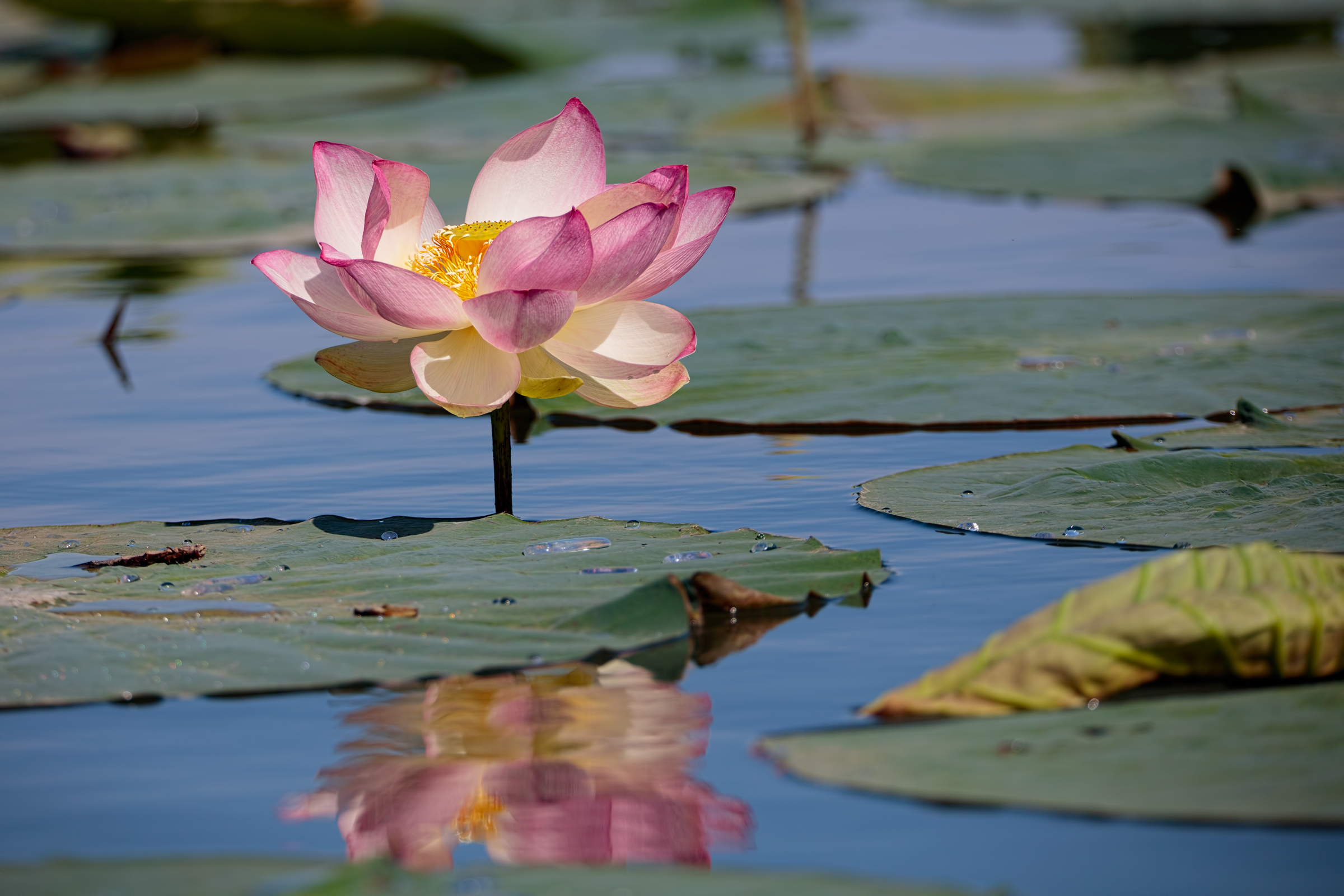 Upper Lake of Mantua