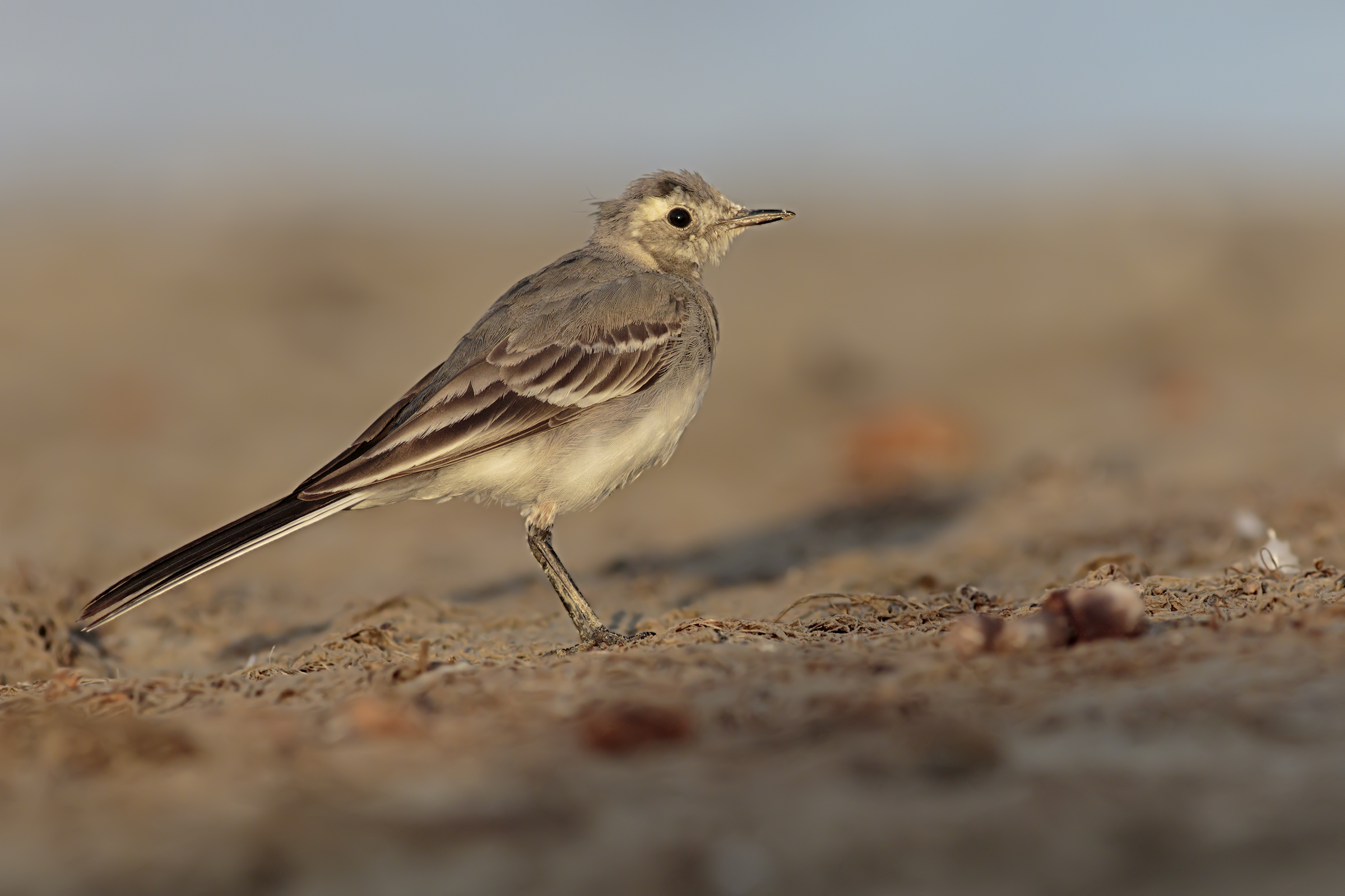 Early morning lights