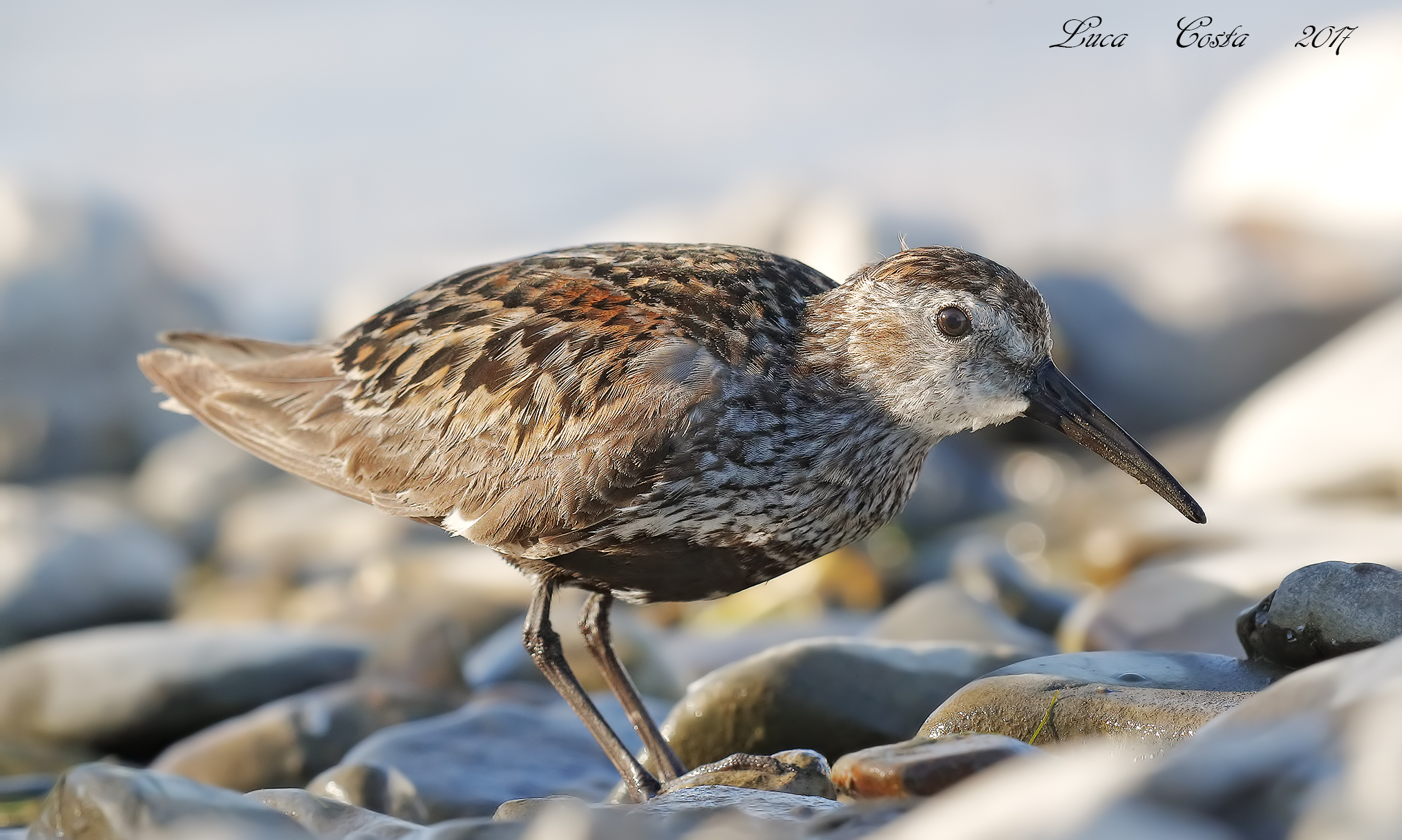 Piovanello Pancianera?