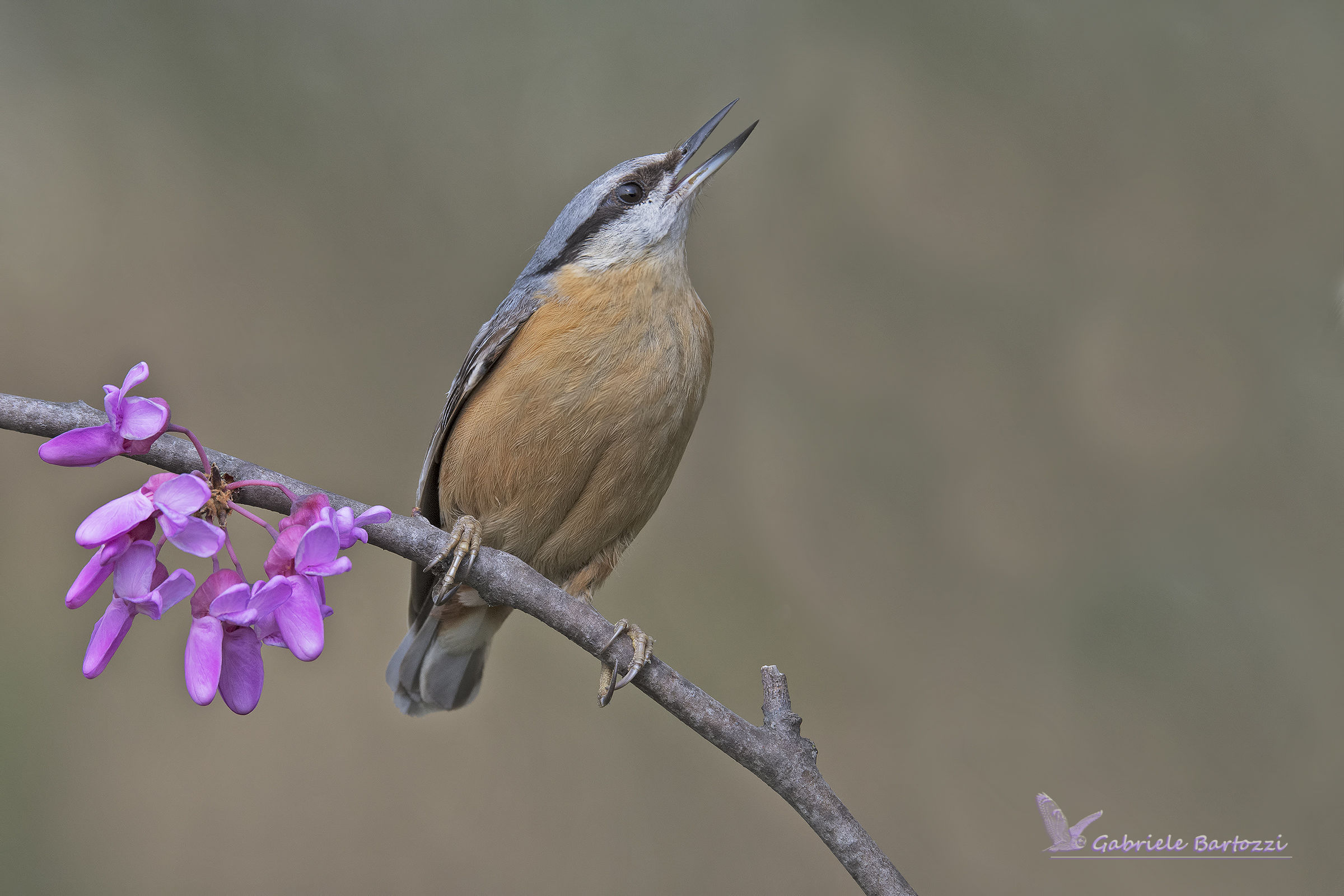 picchio muratore (Sitta europaea)