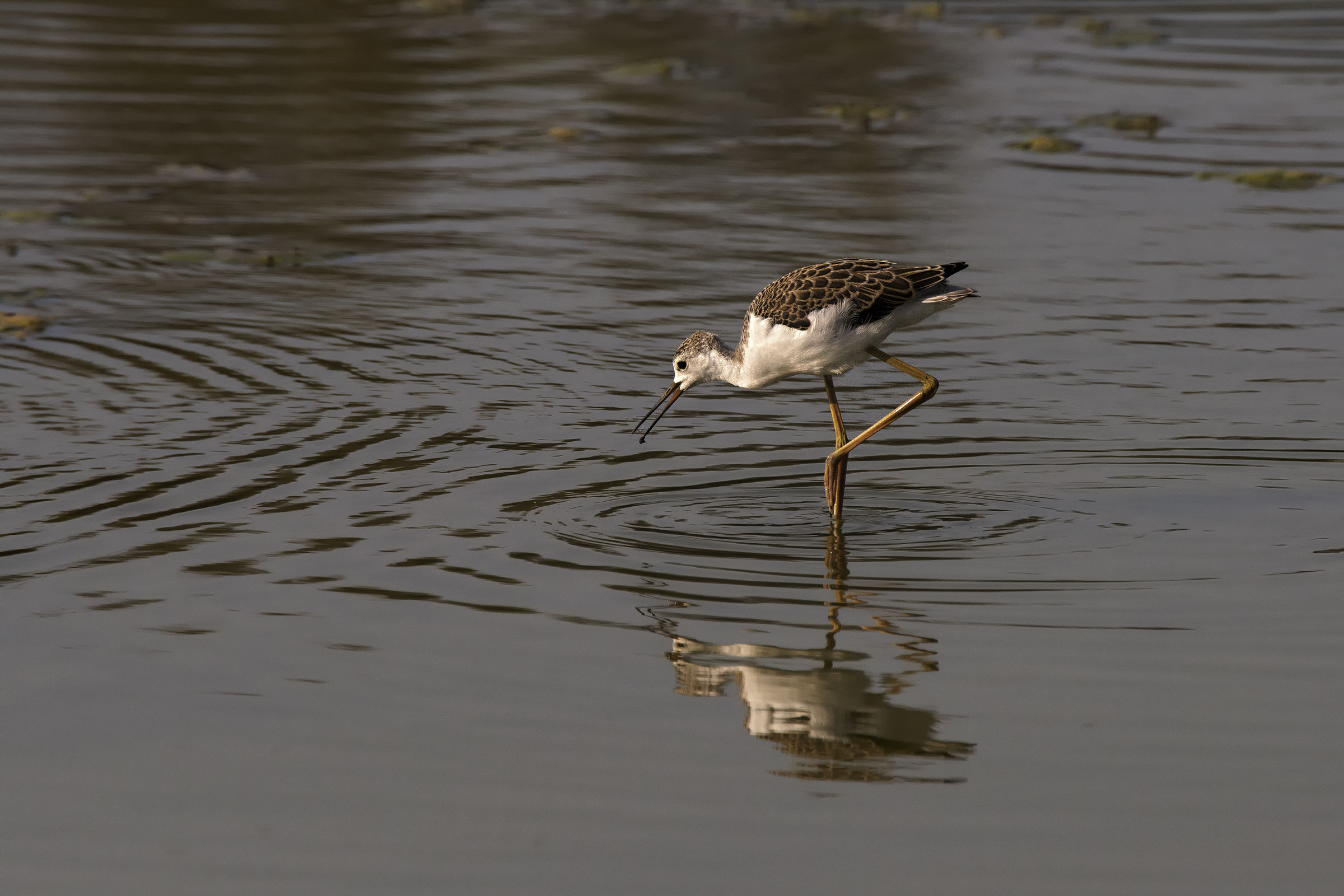 Il pullo del Cavaliere d'Italia