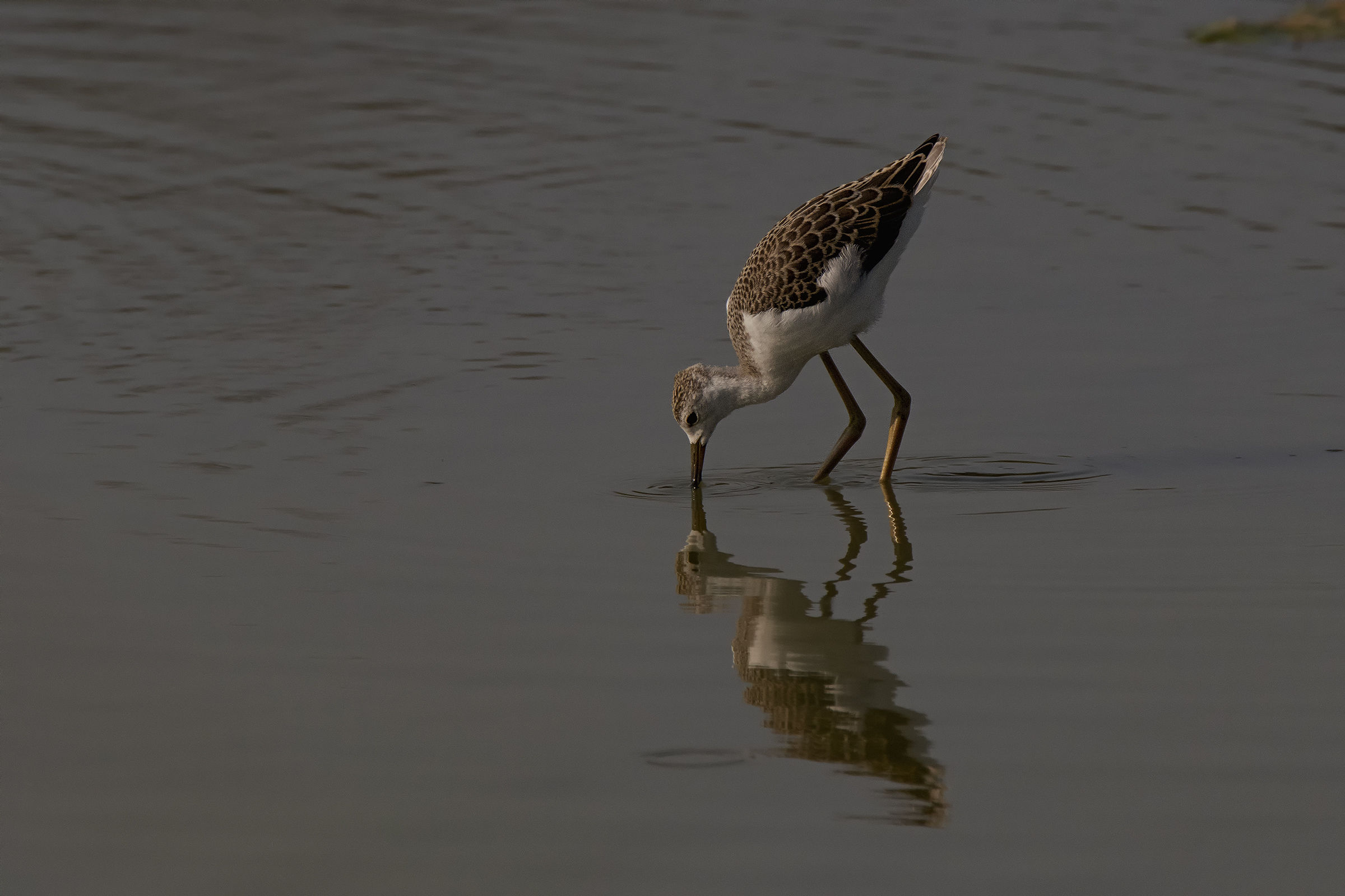 Piccoli Cavalieri crescono