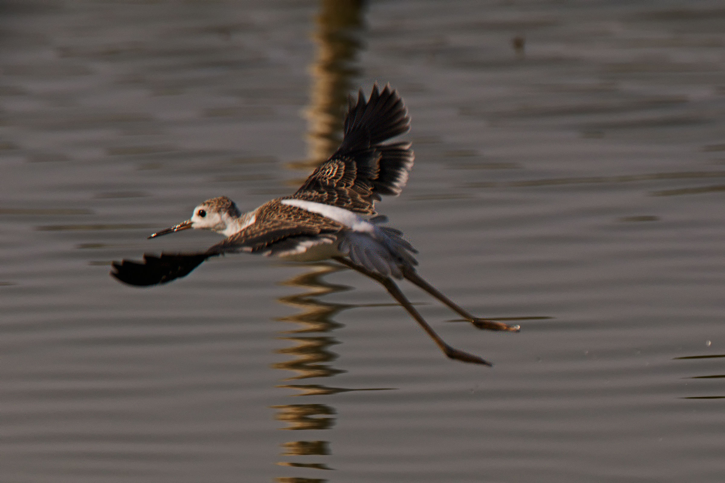 Il primo volo del Cavalierino