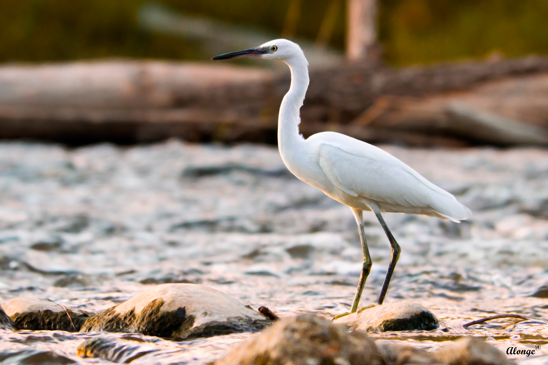Egret