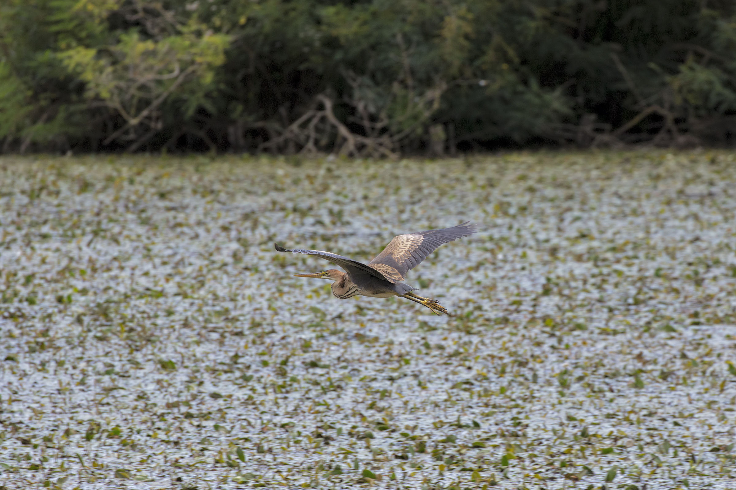 Flying Radente (Red Heron)
