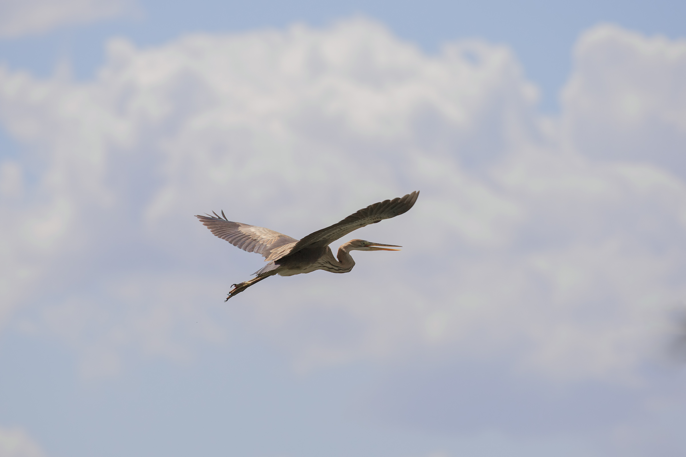 Red Among the Clouds