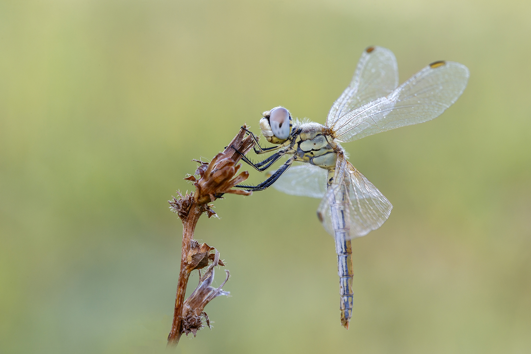 Sympetrum fonscolombii