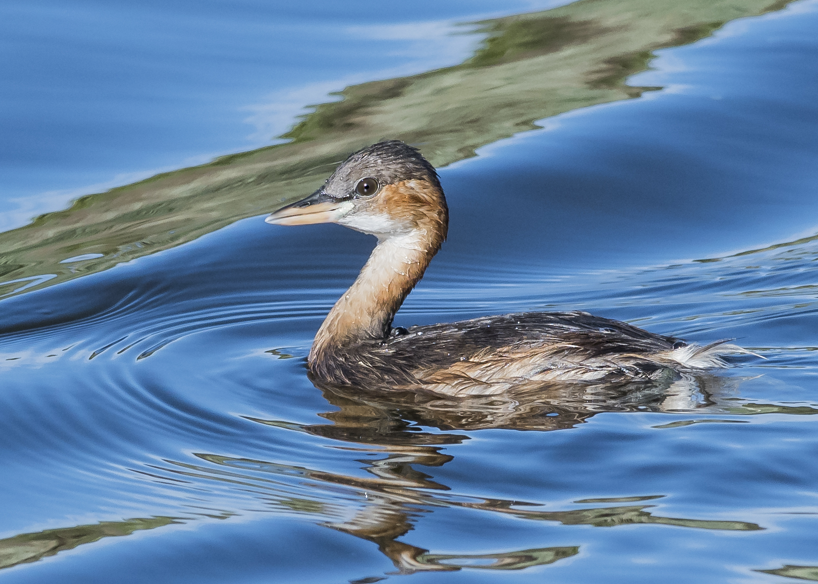 Little Grebe