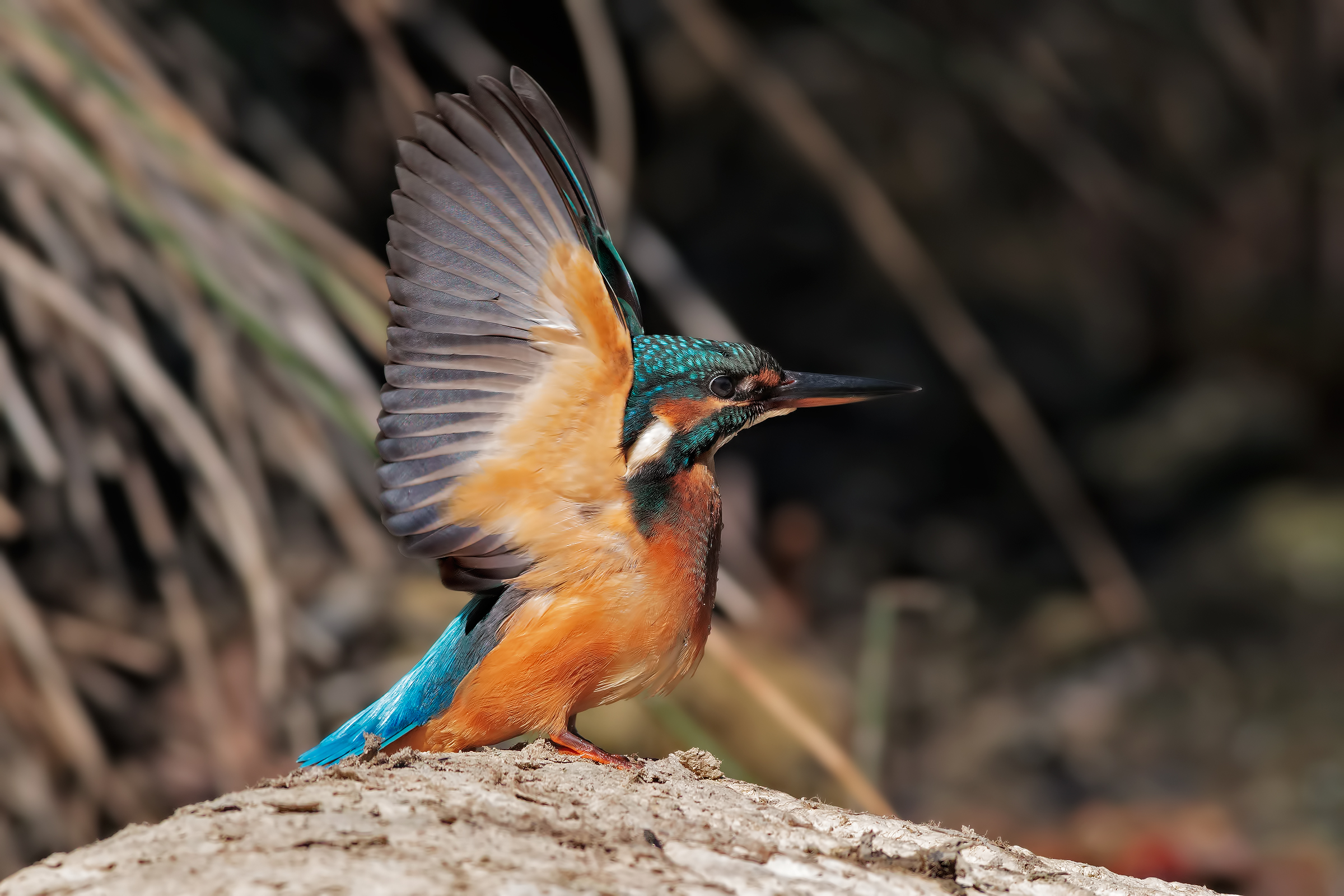 Kingfisher