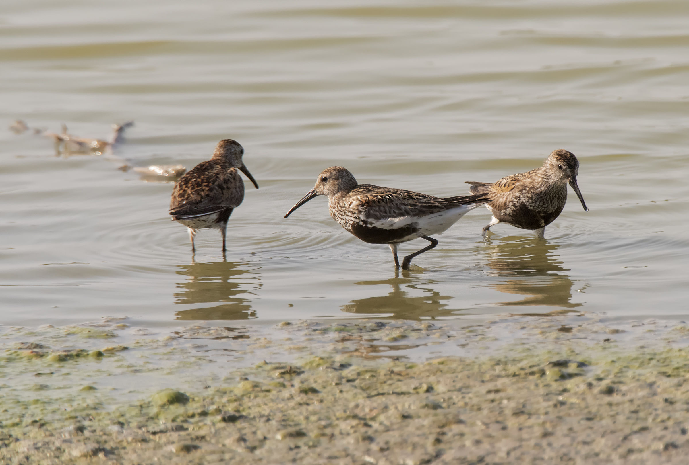 Piovanelli pancianera  Calidris alpina